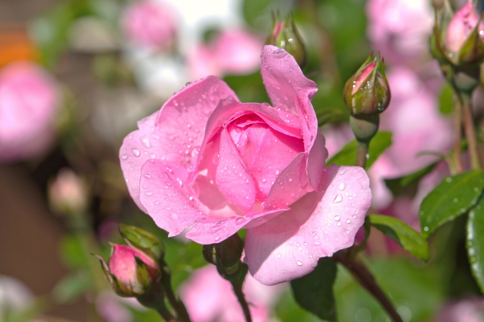 Nikon D5600 sample photo. Rose, pink, bud photography