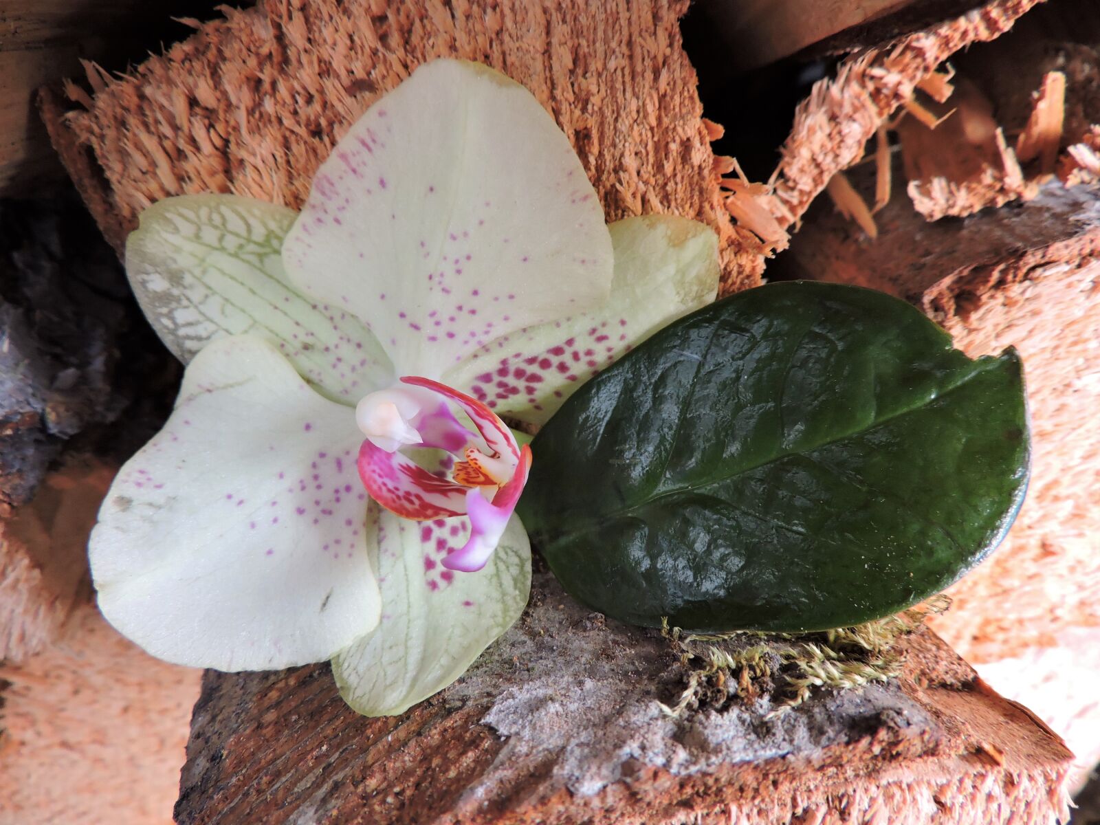 Nikon Coolpix P530 sample photo. Orchid, leaf, wood photography