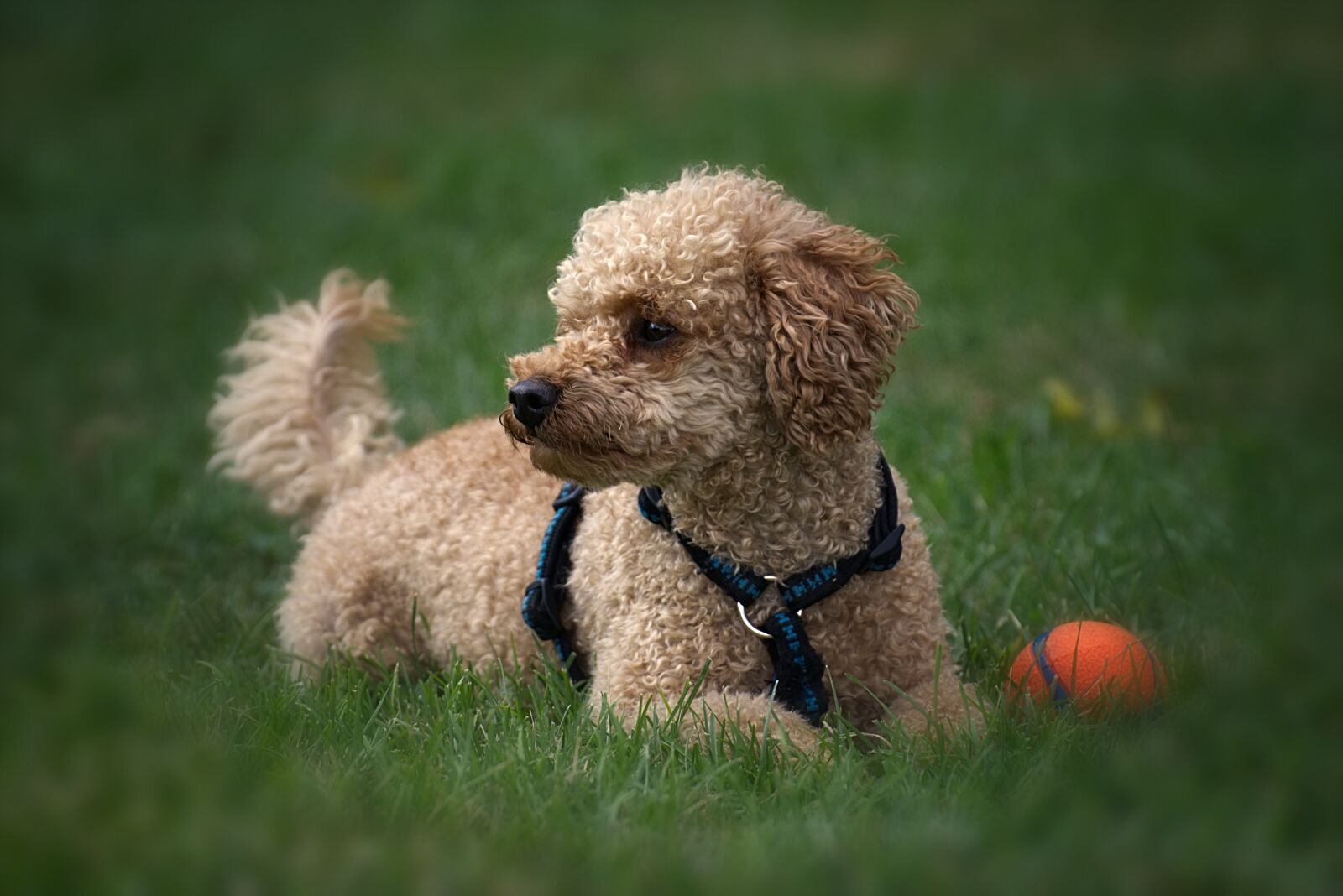 Nikon D7200 sample photo. Poodle, dog, pet photography