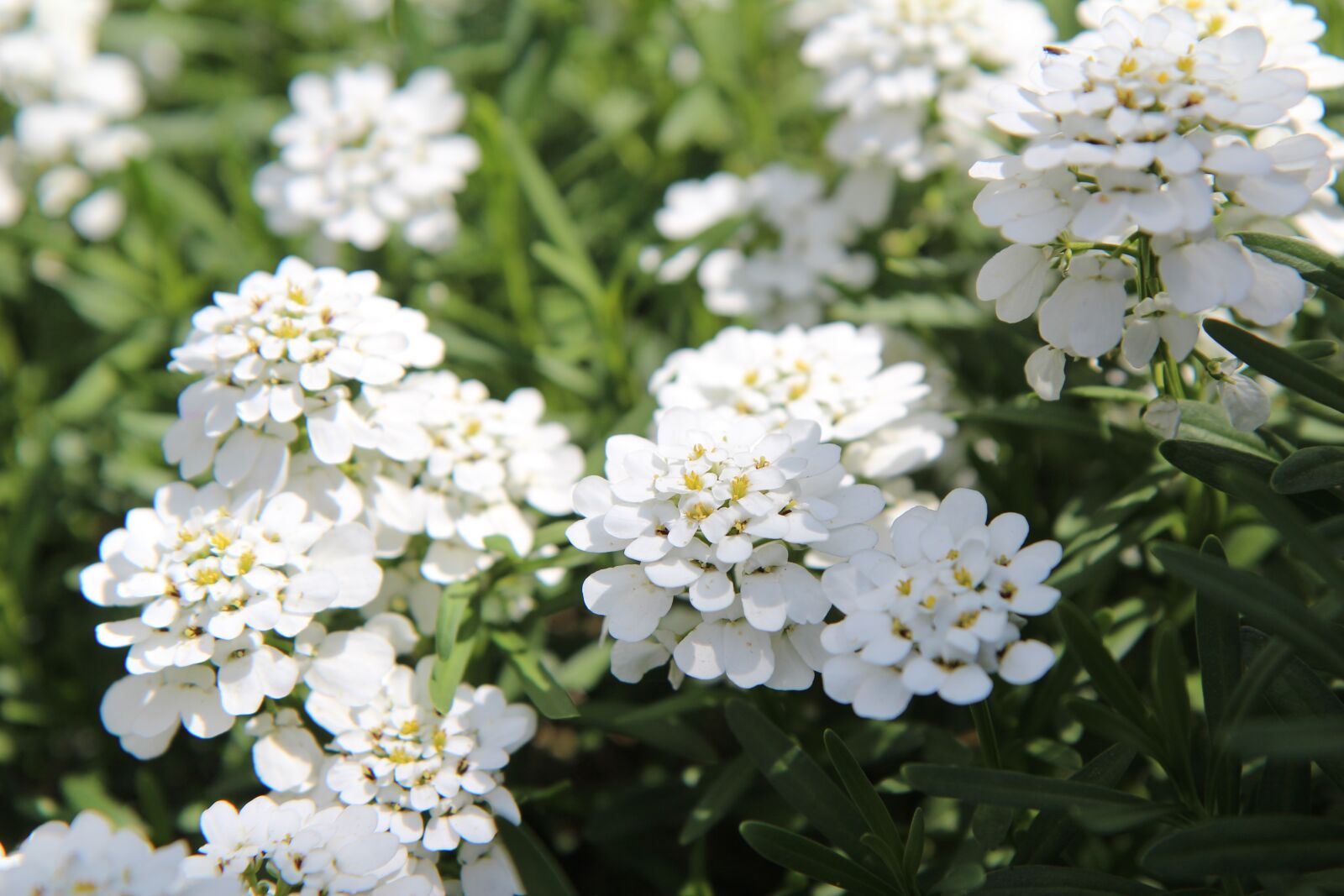Canon EOS 600D (Rebel EOS T3i / EOS Kiss X5) sample photo. White flowers, perennial, rockery photography