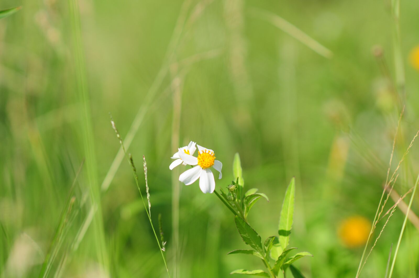 Nikon D300 sample photo. Daisy, grass, little photography