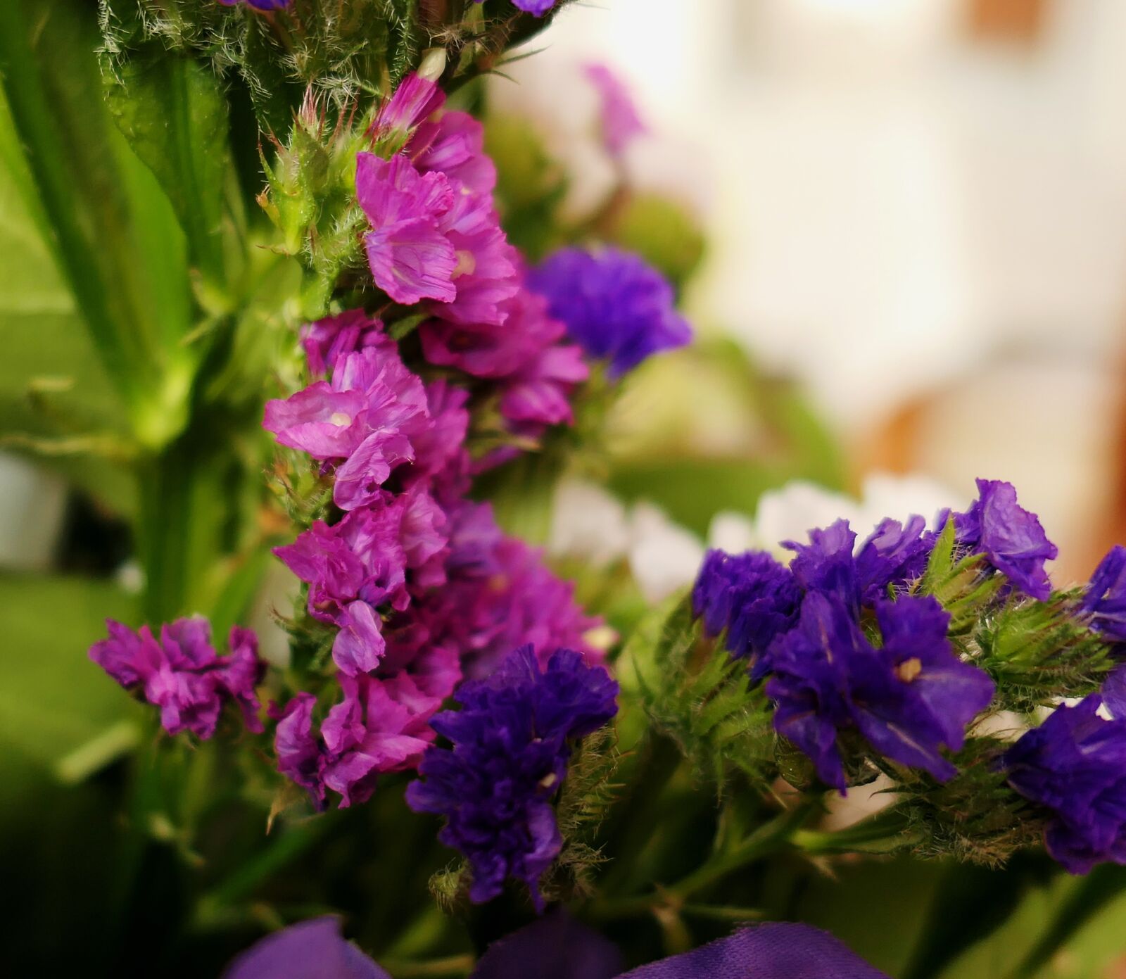 Panasonic Lumix DMC-LX10 (Lumix DMC-LX15) sample photo. Nature, flower, plant photography