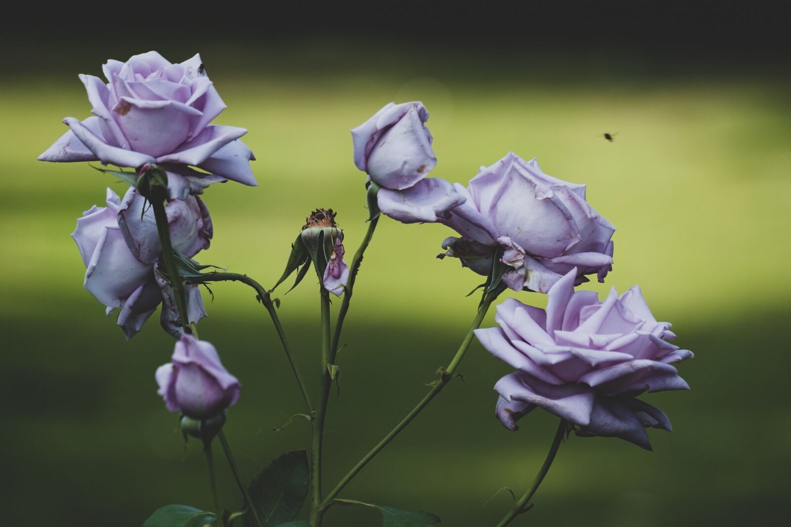Fujifilm X-E2S sample photo. Roses, flower, the aroma photography