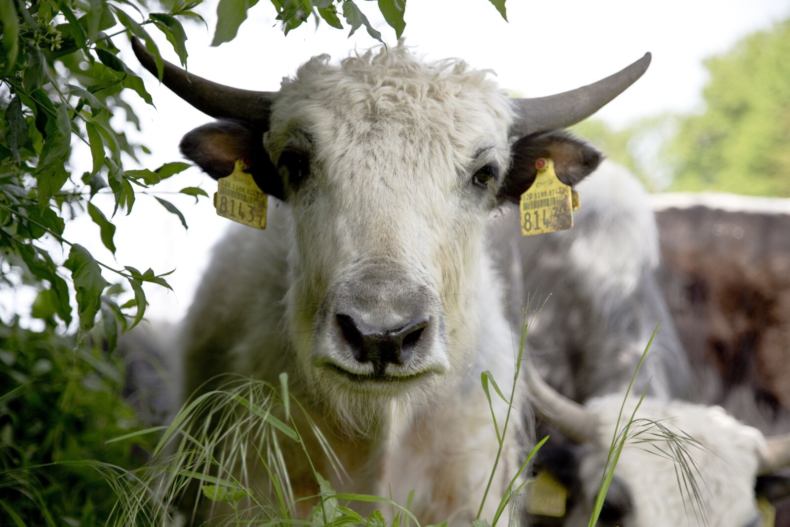 Canon EOS 6D sample photo. Yak, calf, beef photography