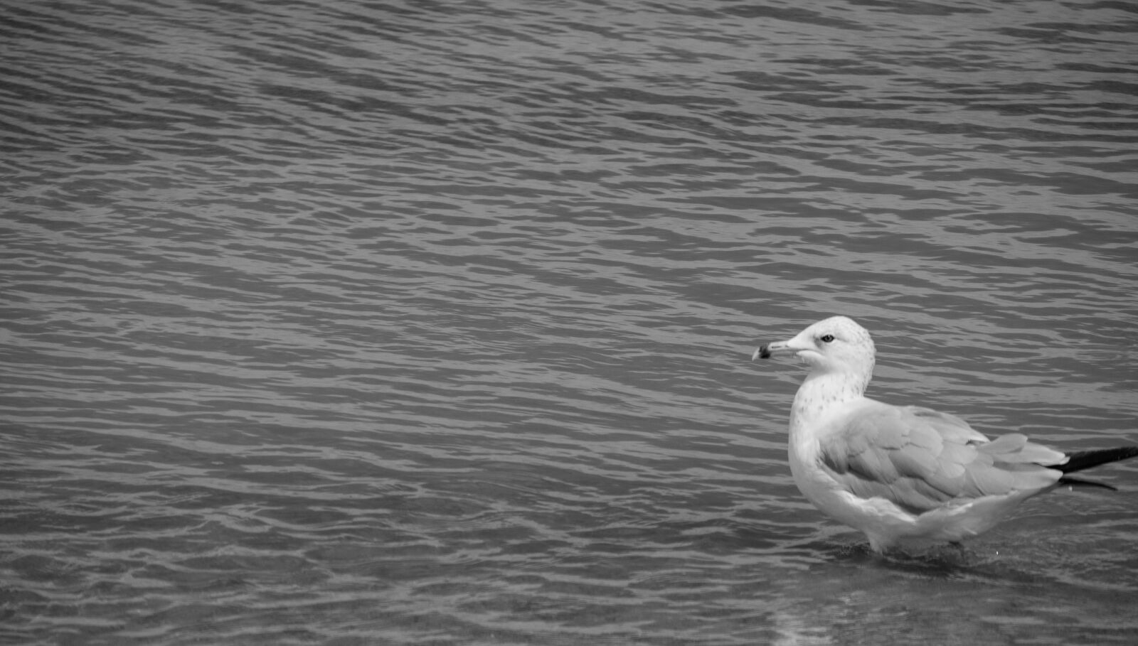 Panasonic Lumix DMC-G85 (Lumix DMC-G80) + Olympus M.Zuiko Digital ED 40-150mm F4-5.6 R sample photo. Seagull, b w, black photography