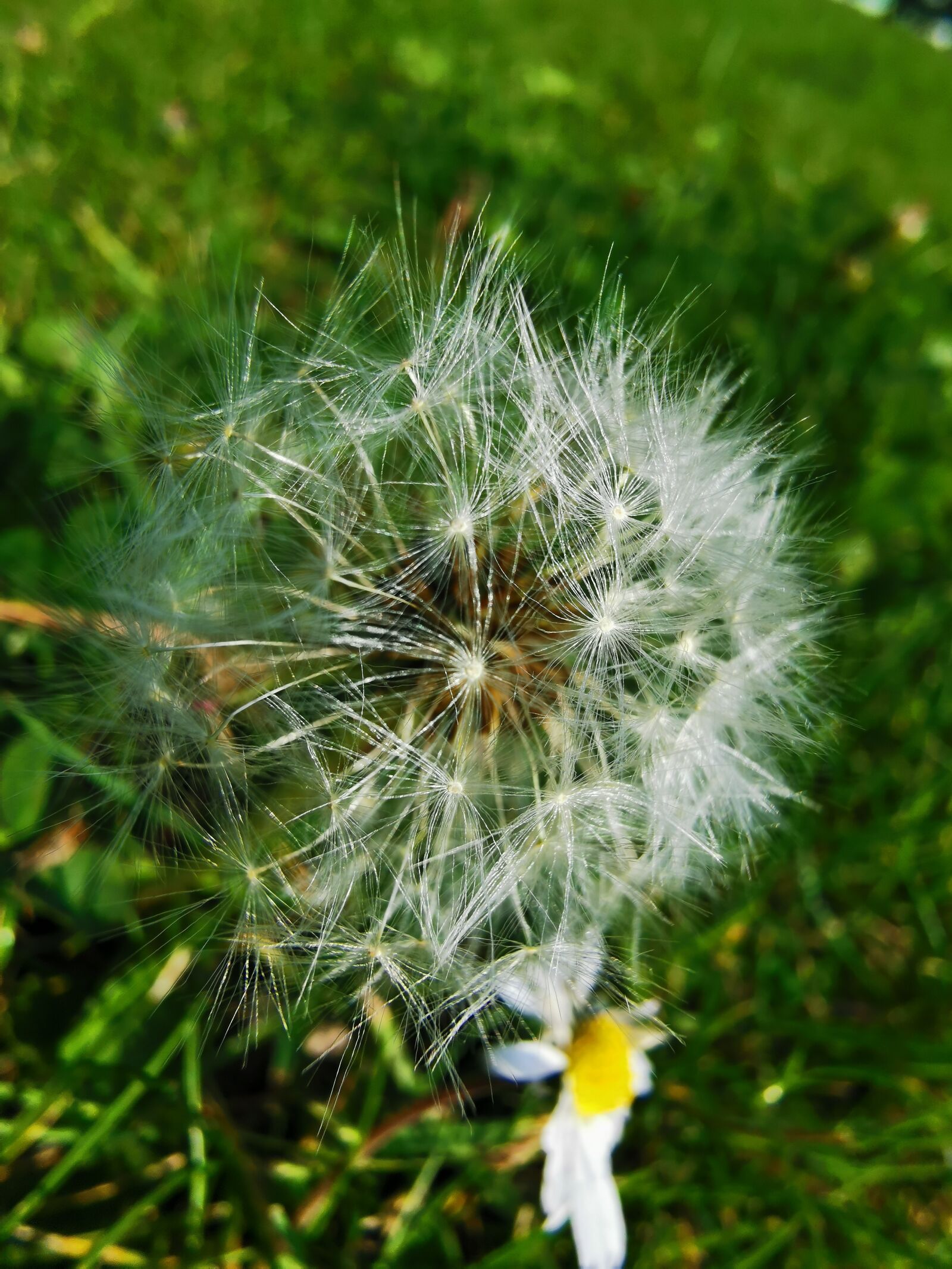 HUAWEI P30 Pro sample photo. Dandelion, flower, nature photography