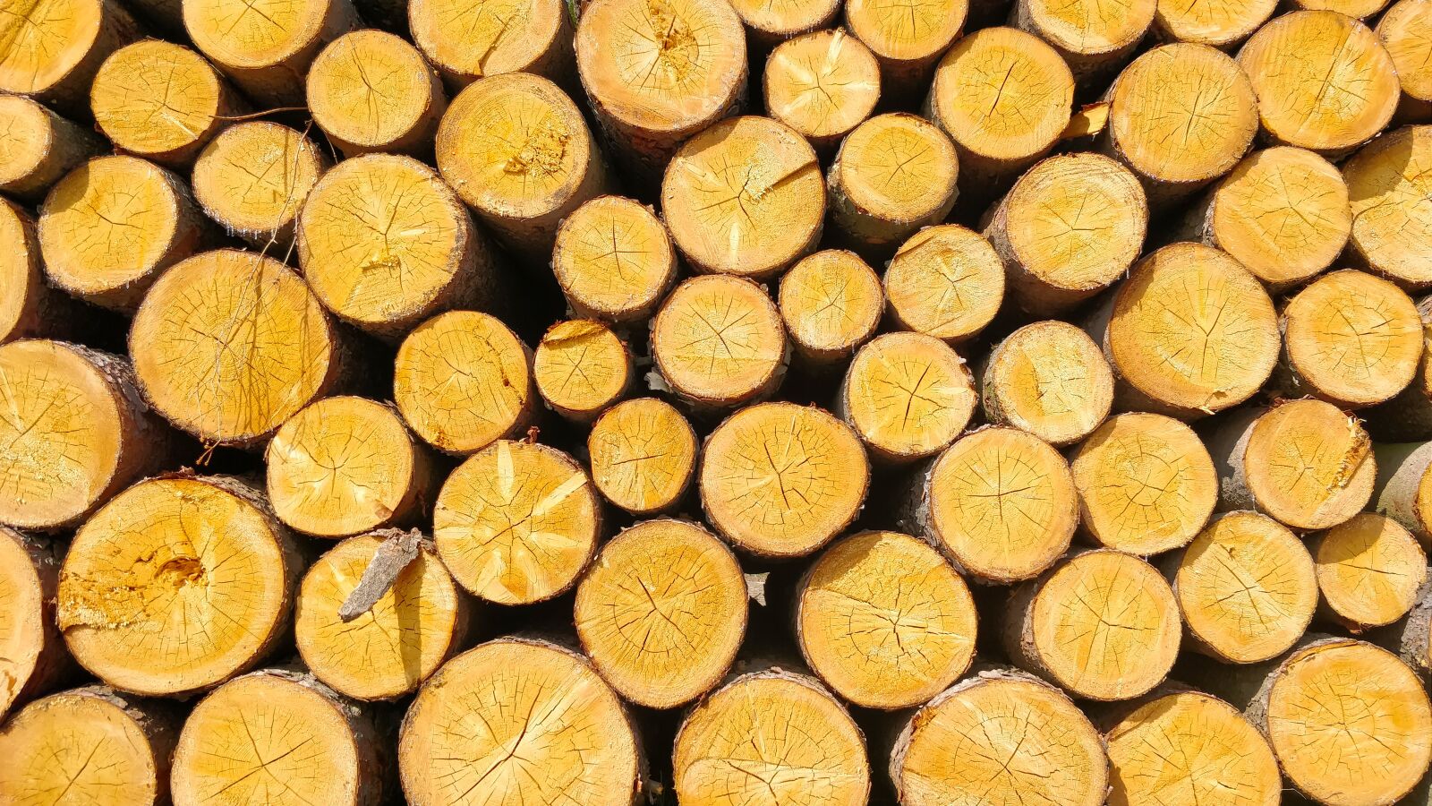 OnePlus 5 sample photo. Logs, wood, detail photography