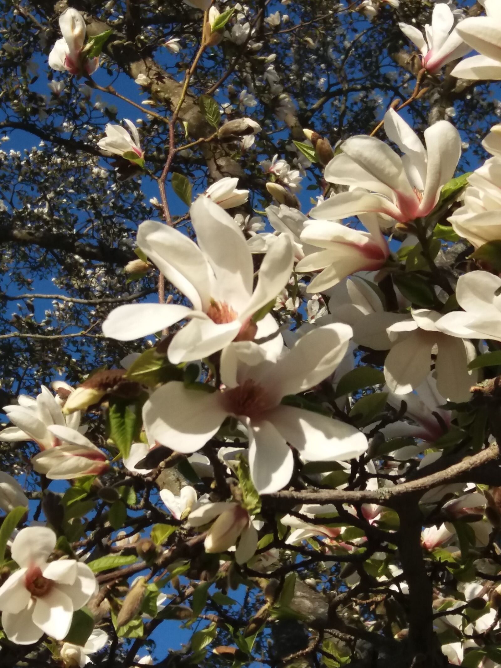 Samsung SM-J500FN sample photo. Our, flowering, in the photography