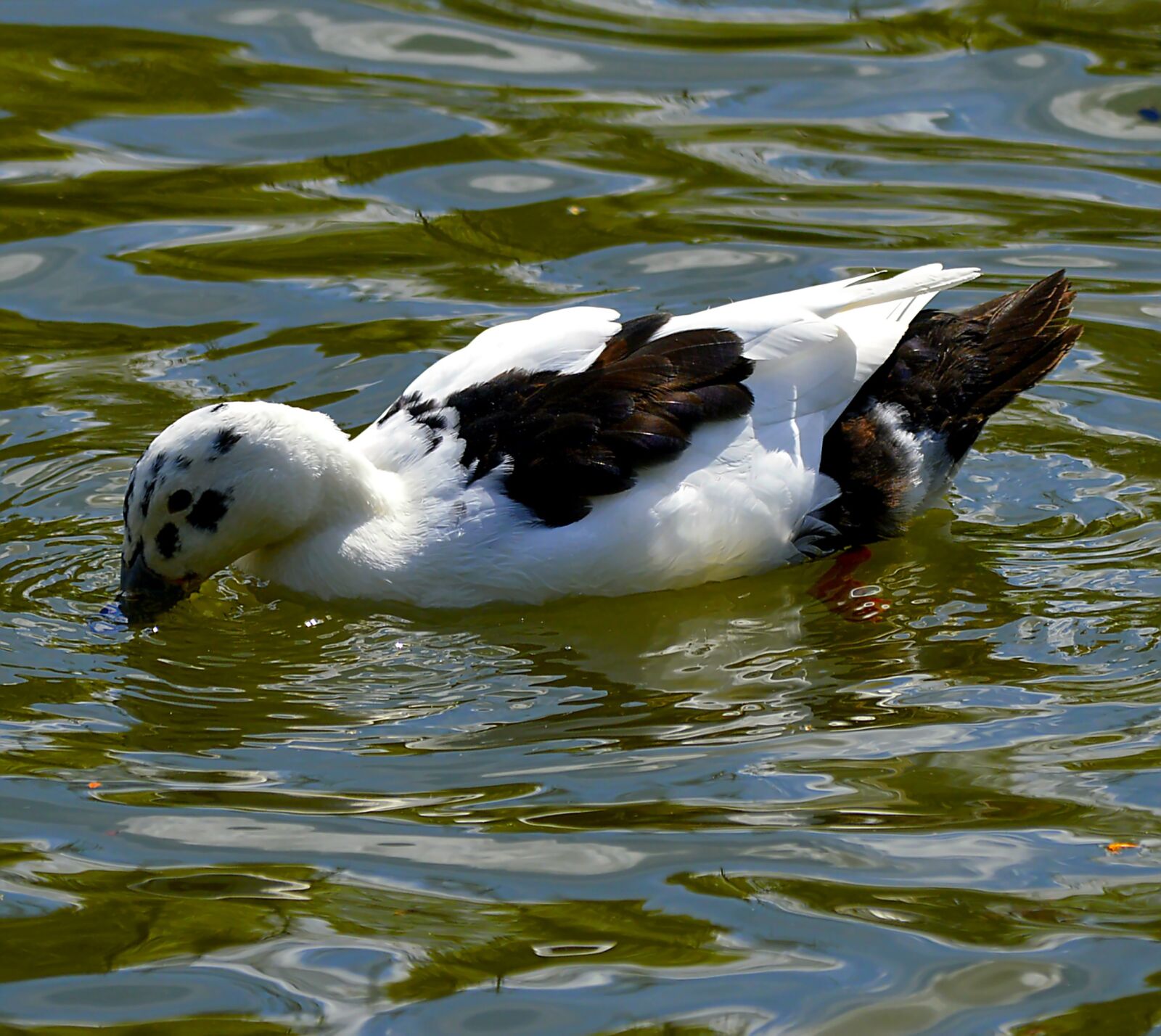 Nikon D3200 sample photo. Mallard, bastard, plumage photography