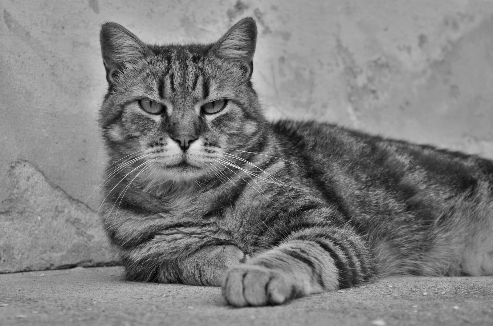 Nikon D5100 sample photo. Cat, feline, animals photography