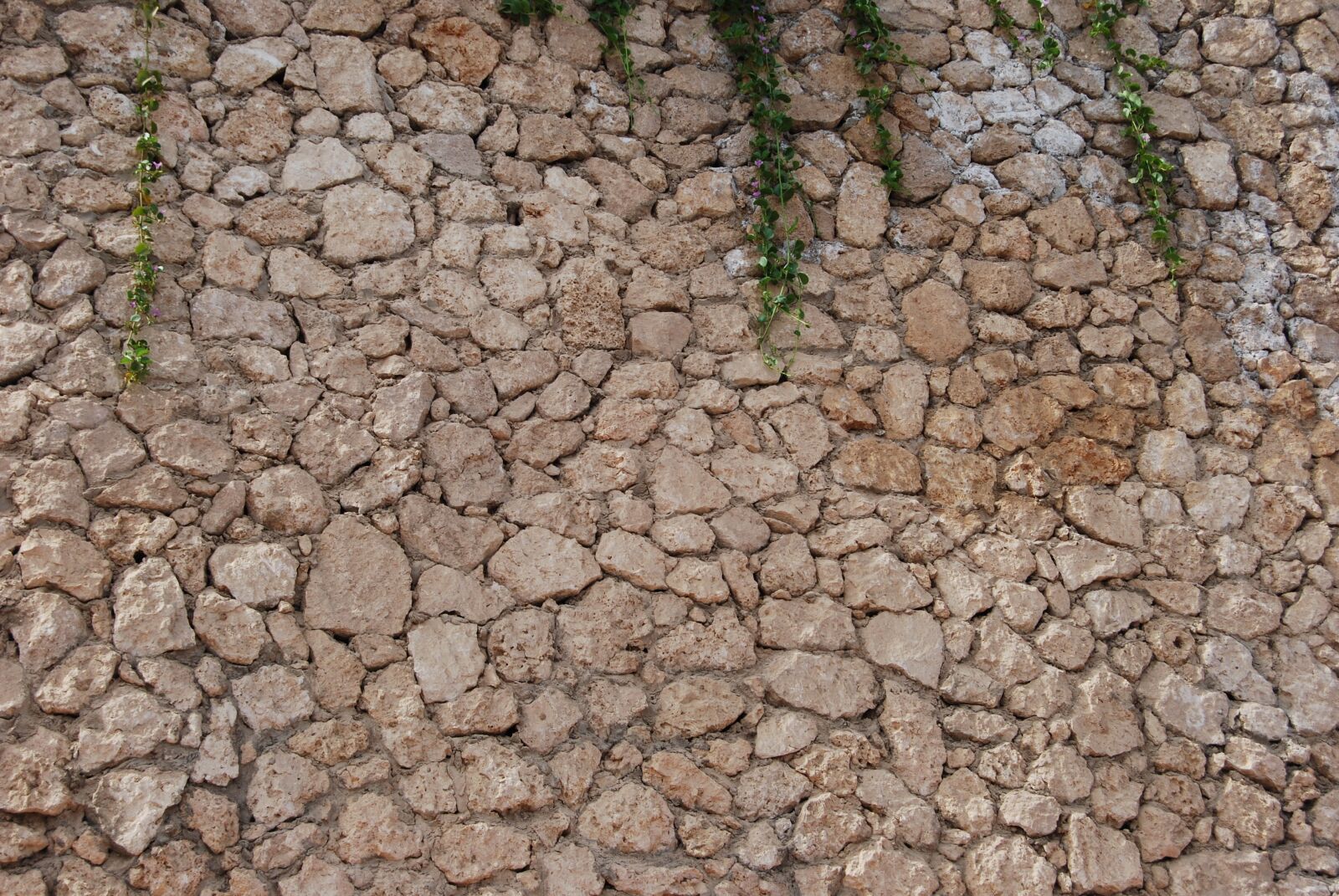 Nikon D60 sample photo. Wall, stones, plants photography