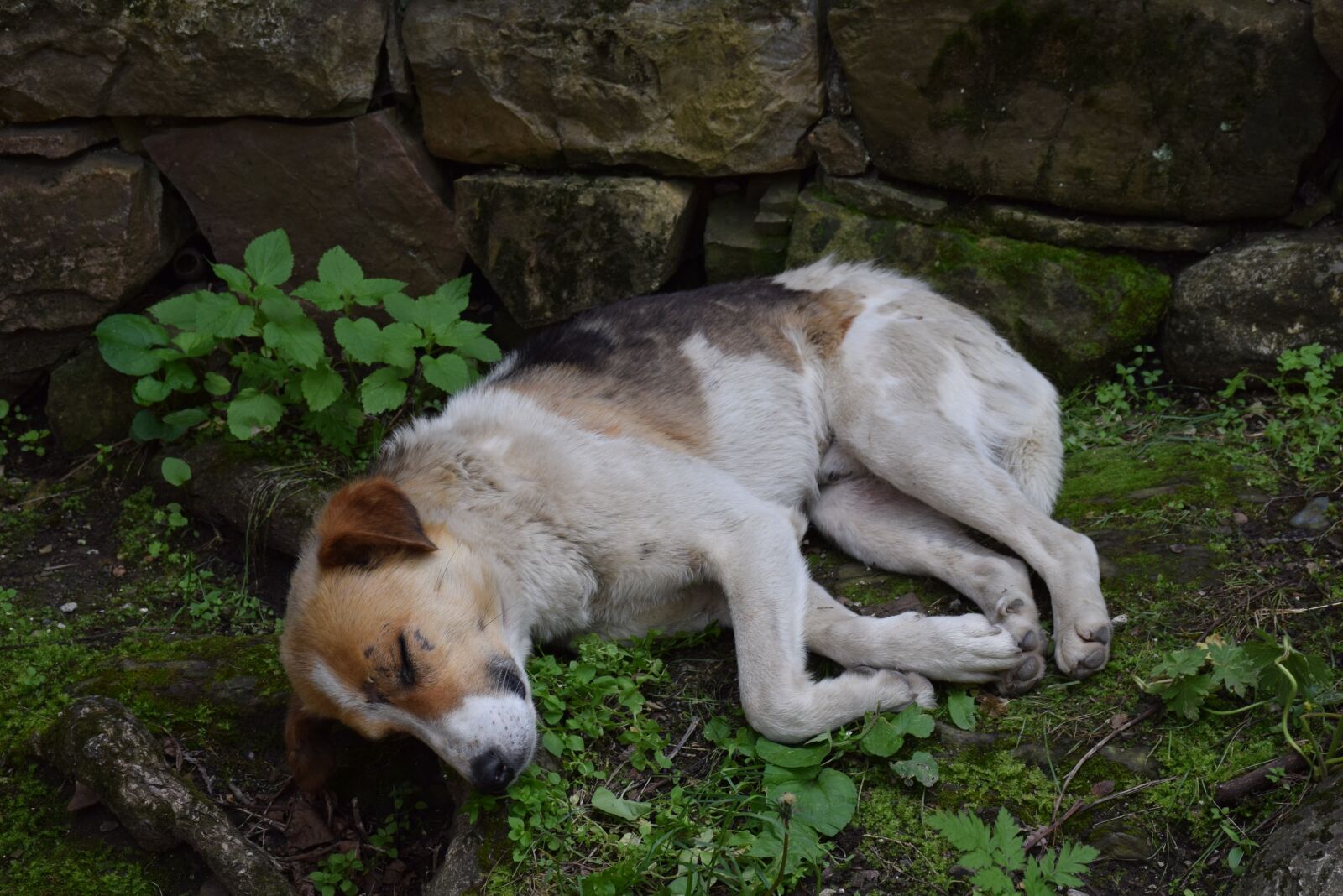 Nikon D5300 sample photo. Dog, georgia, sleep photography