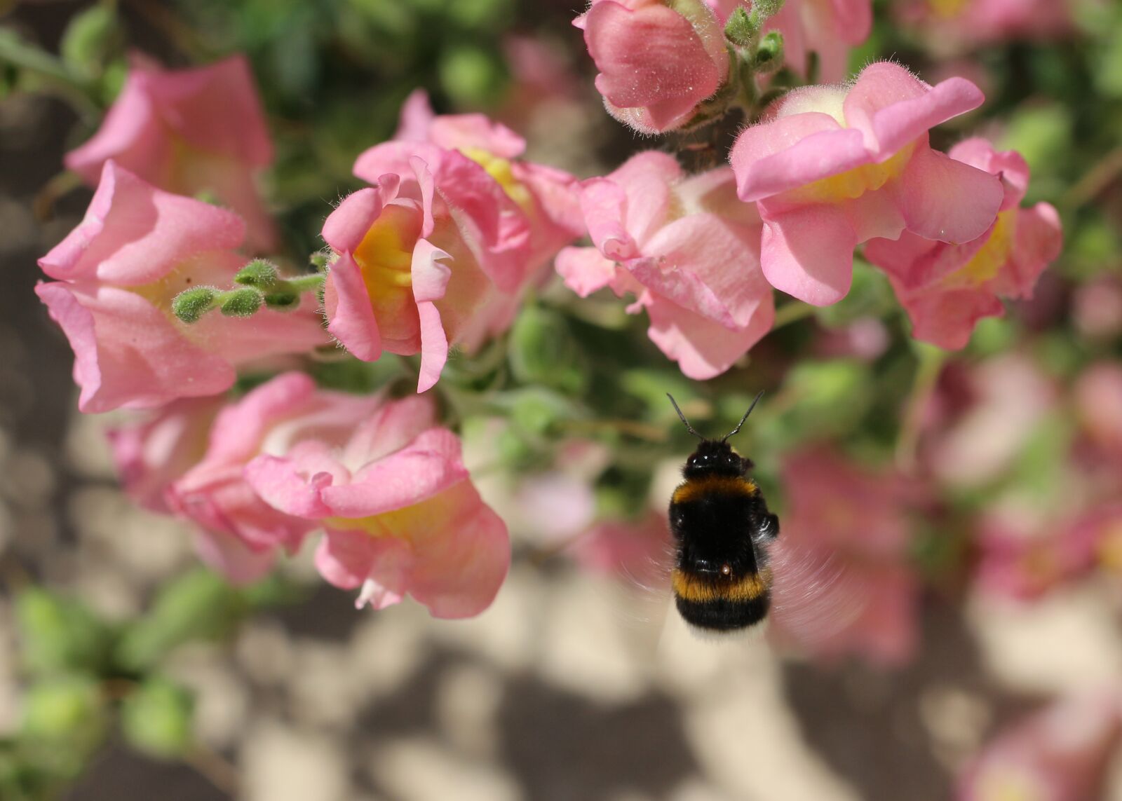 Canon EOS 700D (EOS Rebel T5i / EOS Kiss X7i) sample photo. Insect, bumblebee, nature photography