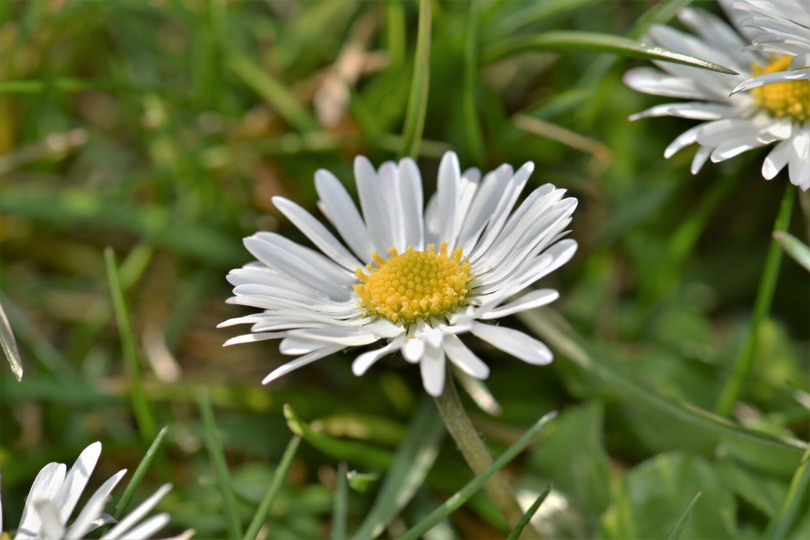 Nikon D5500 sample photo. Geiss floral, blossom, bloom photography