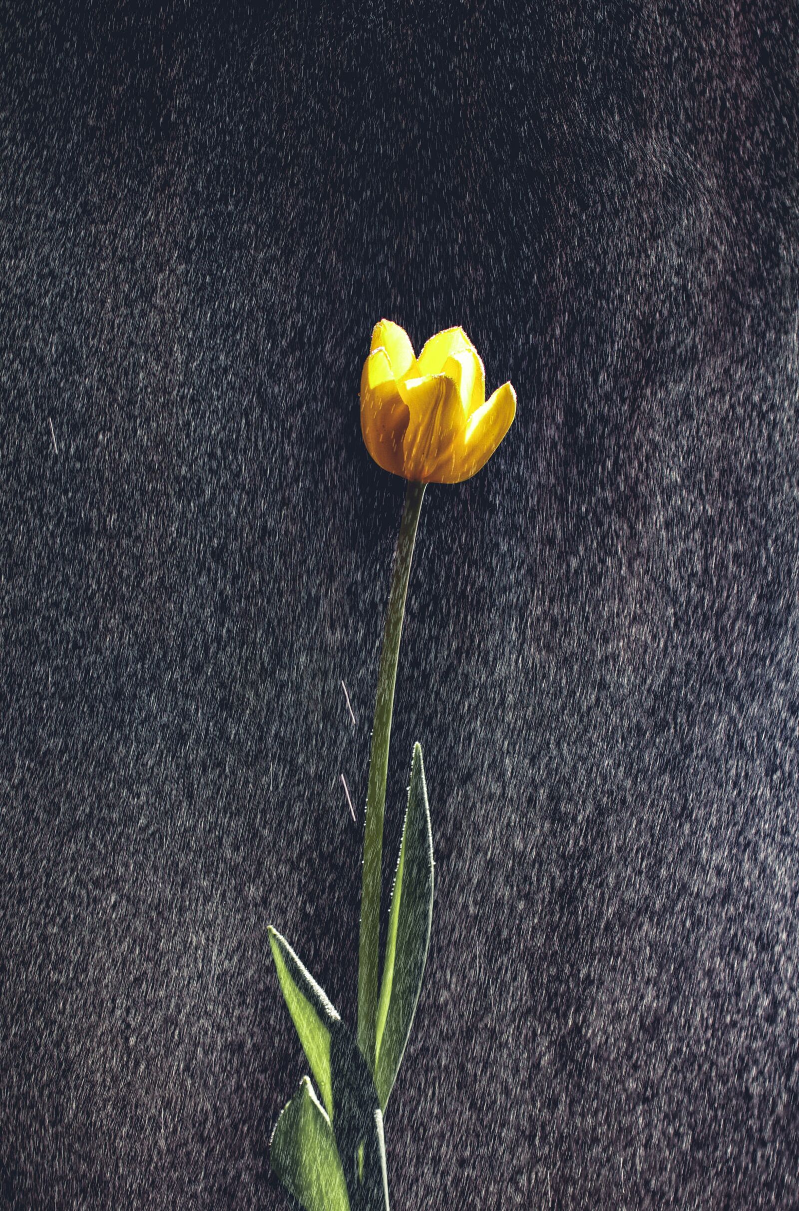 Canon EOS 7D sample photo. Tulip, yellow, flower photography