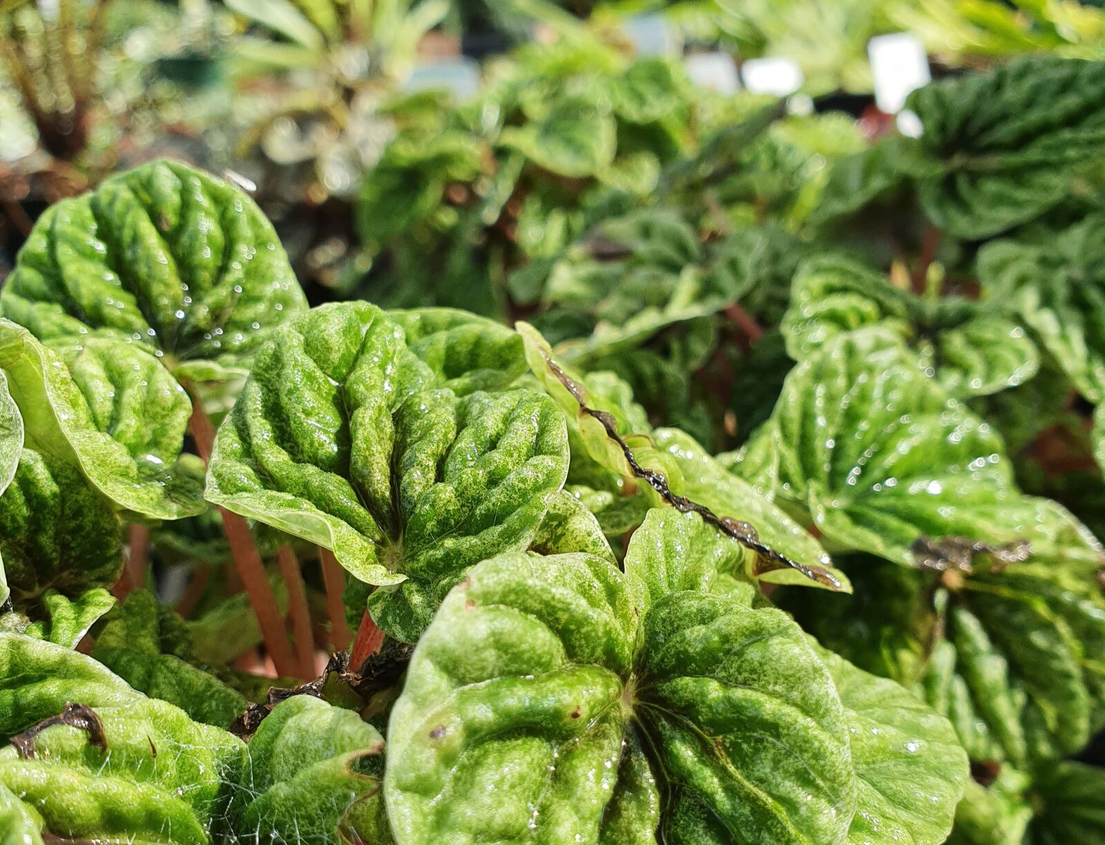 Samsung Galaxy S10 sample photo. Pepperomias, plant, houseplant photography