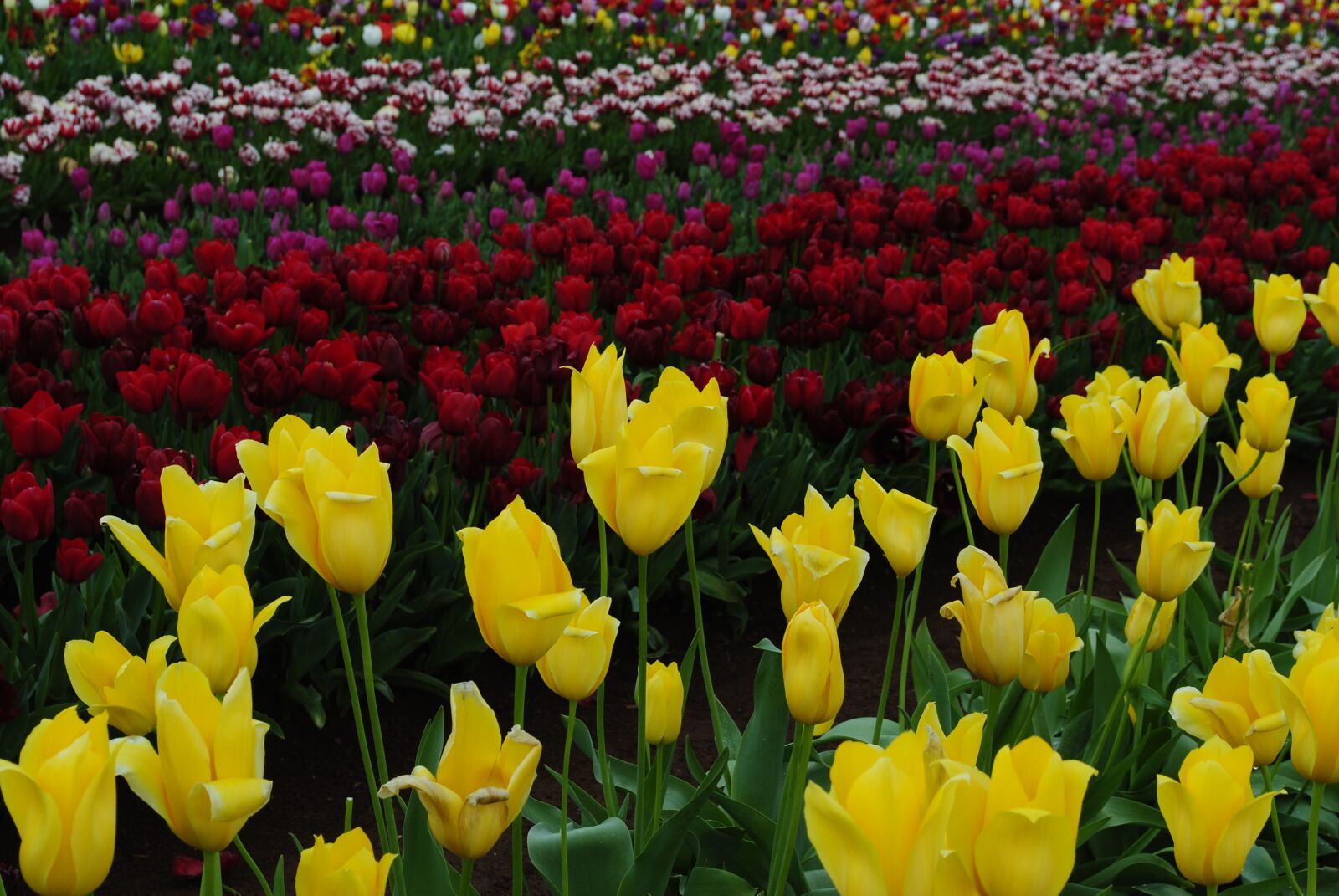 Nikon D3000 sample photo. Tulip, nature, colorful photography