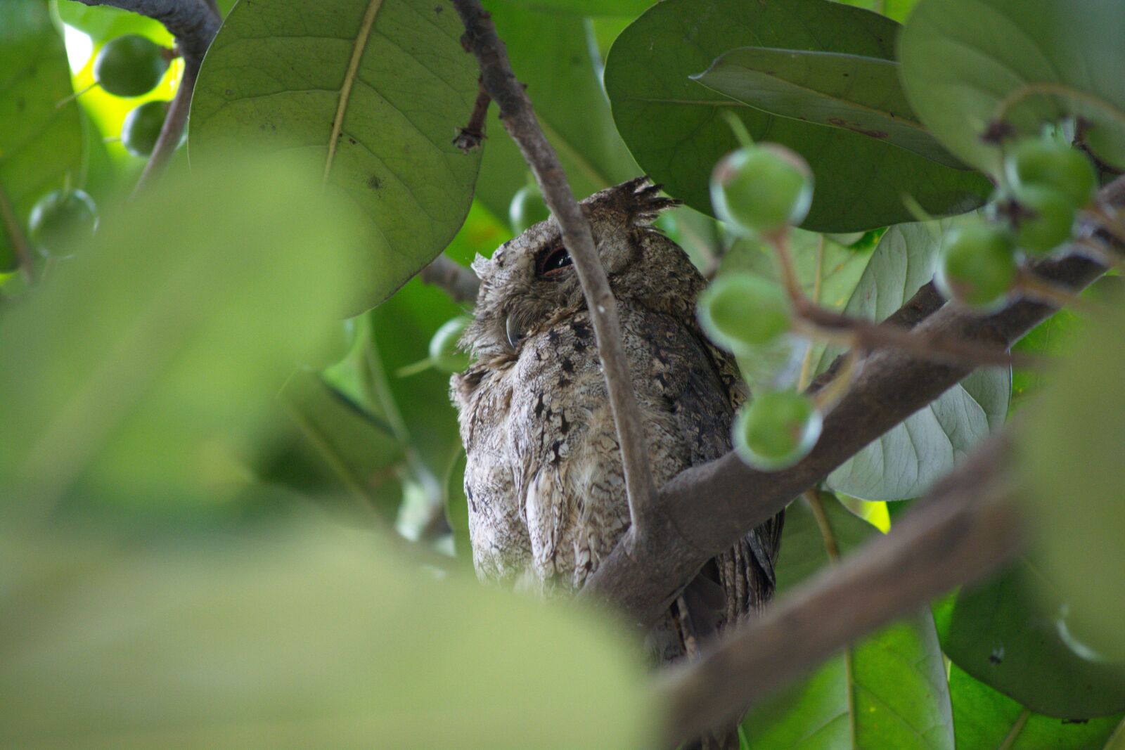 Nikon D5200 sample photo. Owl, birds, ecology photography
