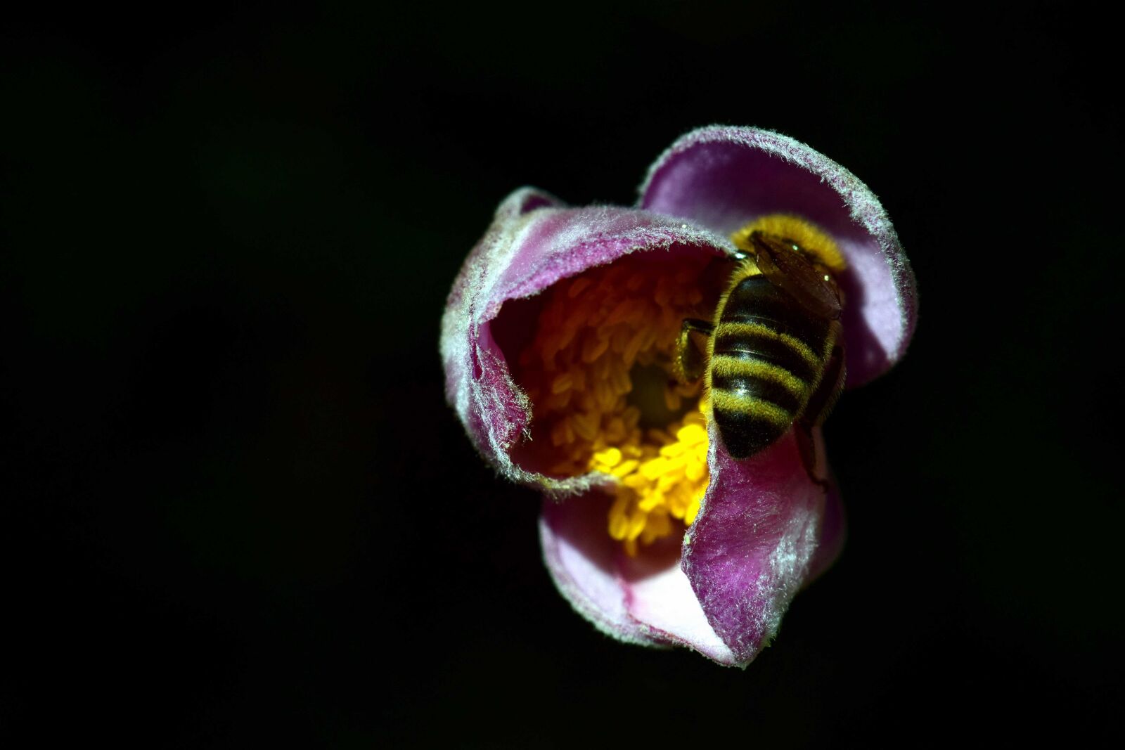 Nikon D3300 sample photo. Insect, nature, flower, petal photography