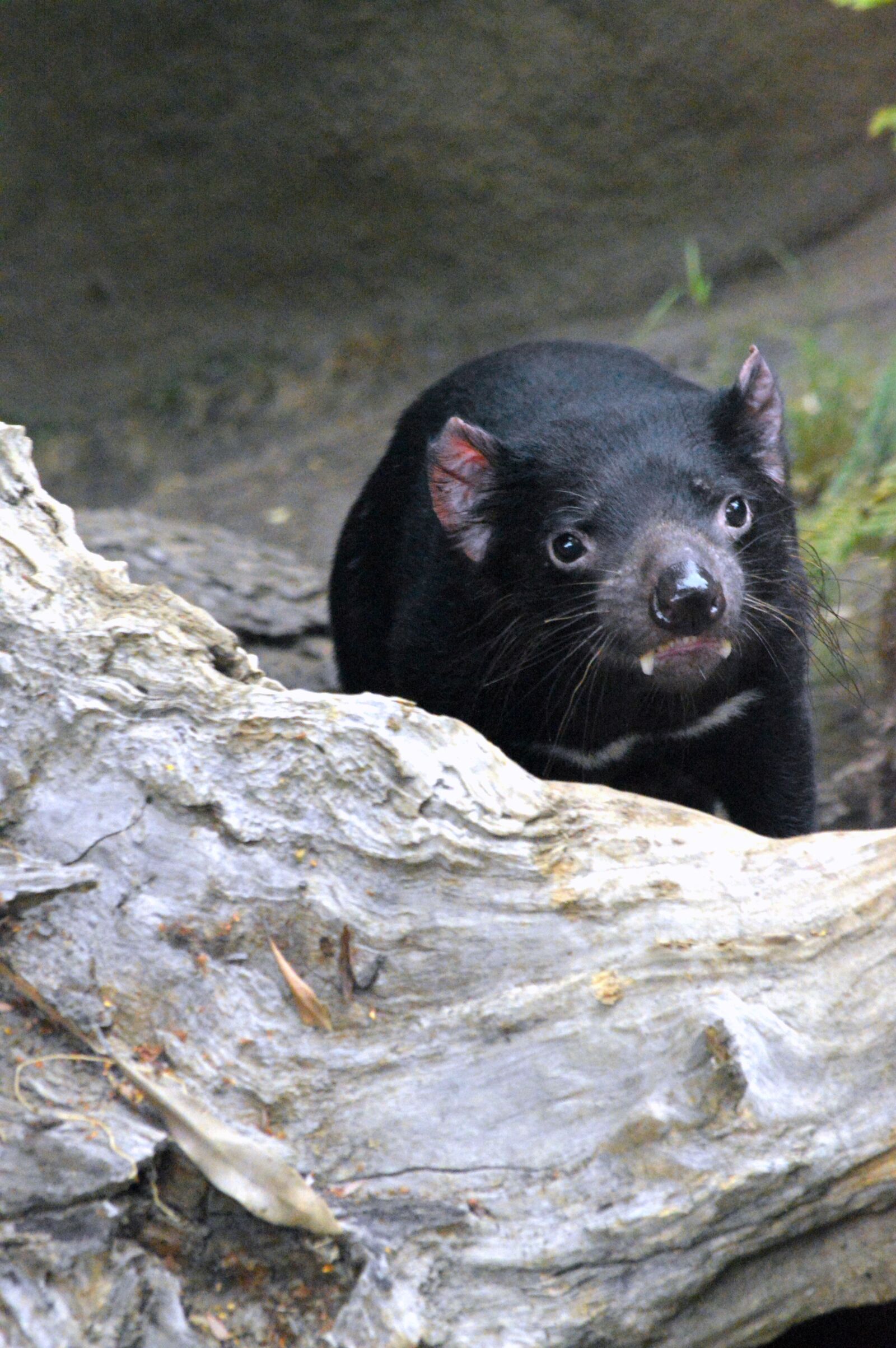 Nikon D3200 sample photo. Tasmanian devil, zoo, carnivore photography