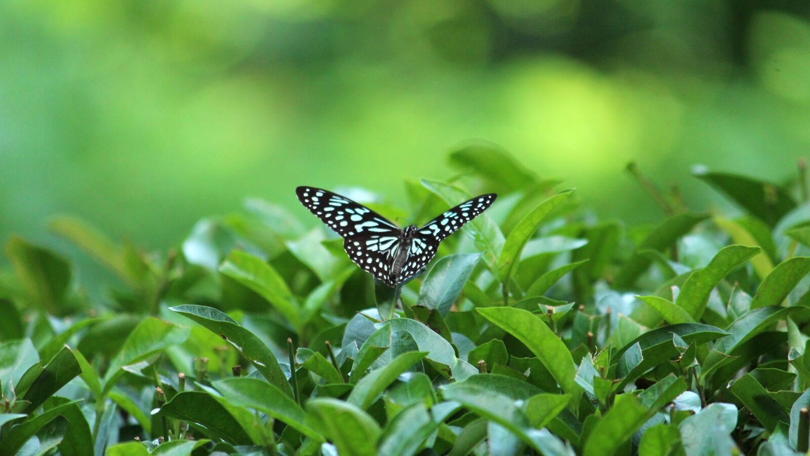 Canon EOS 1300D (EOS Rebel T6 / EOS Kiss X80) sample photo. Kerala, india, tirumala septentrionis photography