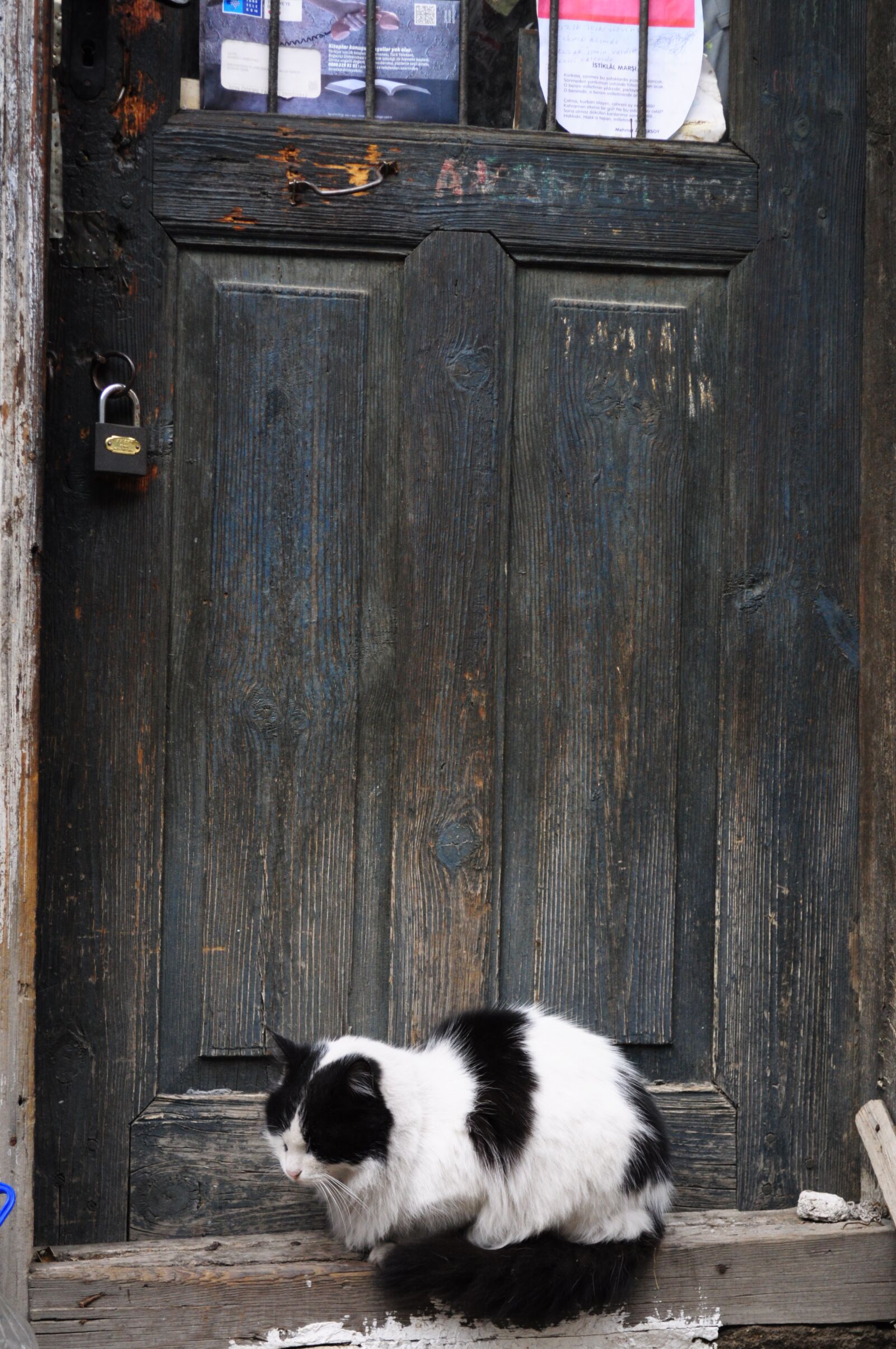 Nikon D90 sample photo. Cats, animal, dost photography
