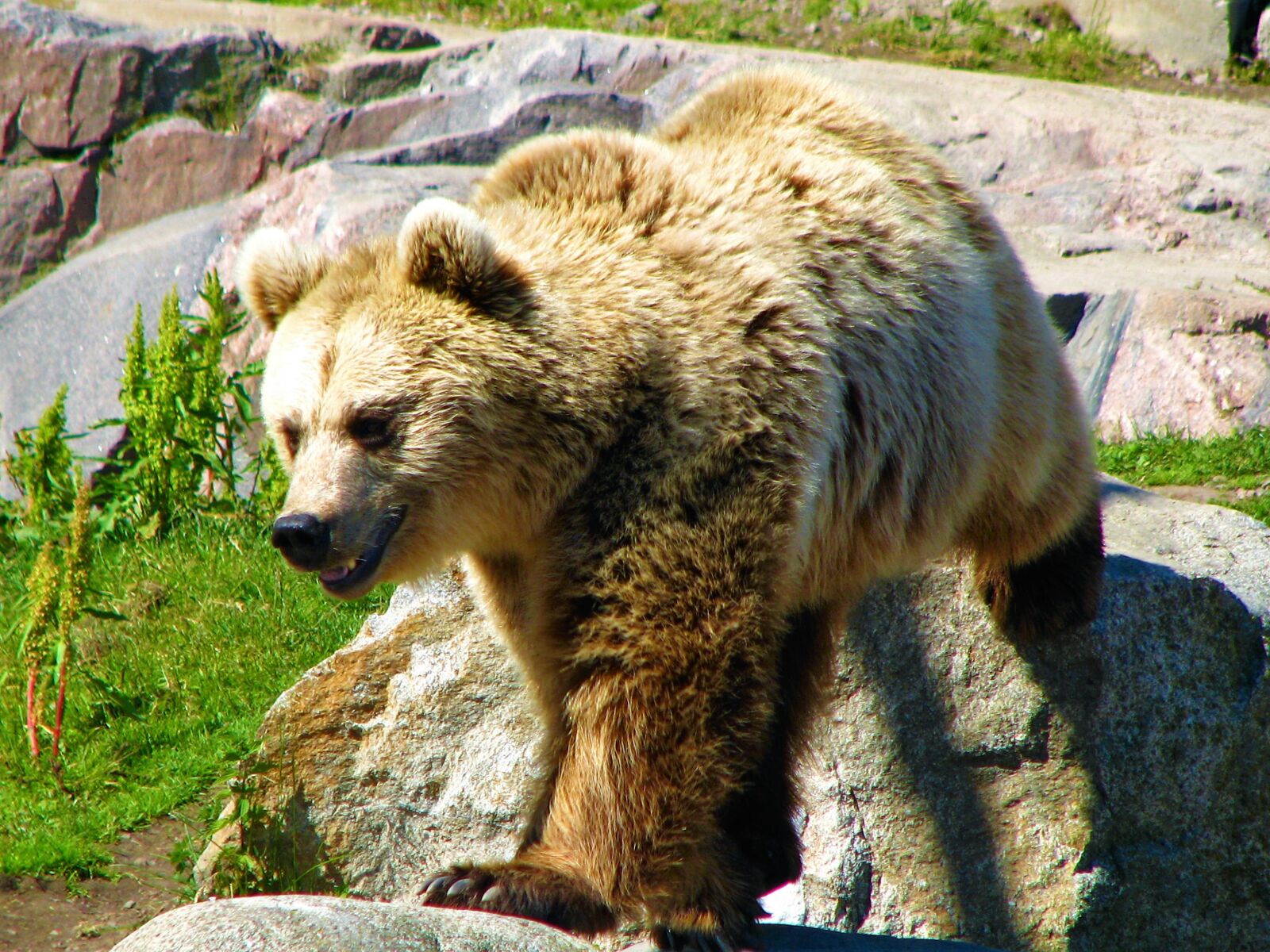 Canon POWERSHOT S5 IS sample photo. Bear, animal, the beast photography