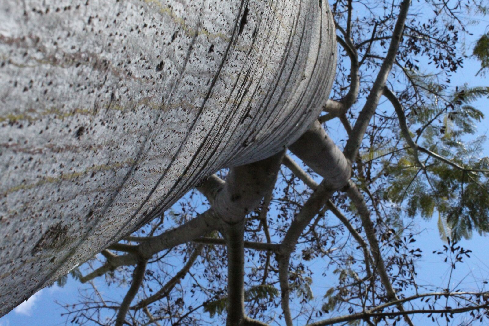 Canon EOS 1300D (EOS Rebel T6 / EOS Kiss X80) sample photo. Tree, nature, trees photography