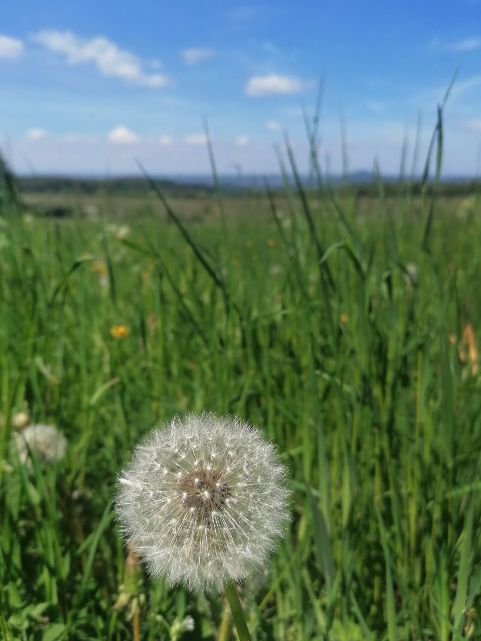 HUAWEI P30 LITE sample photo. Green, meadow, flower meadow photography