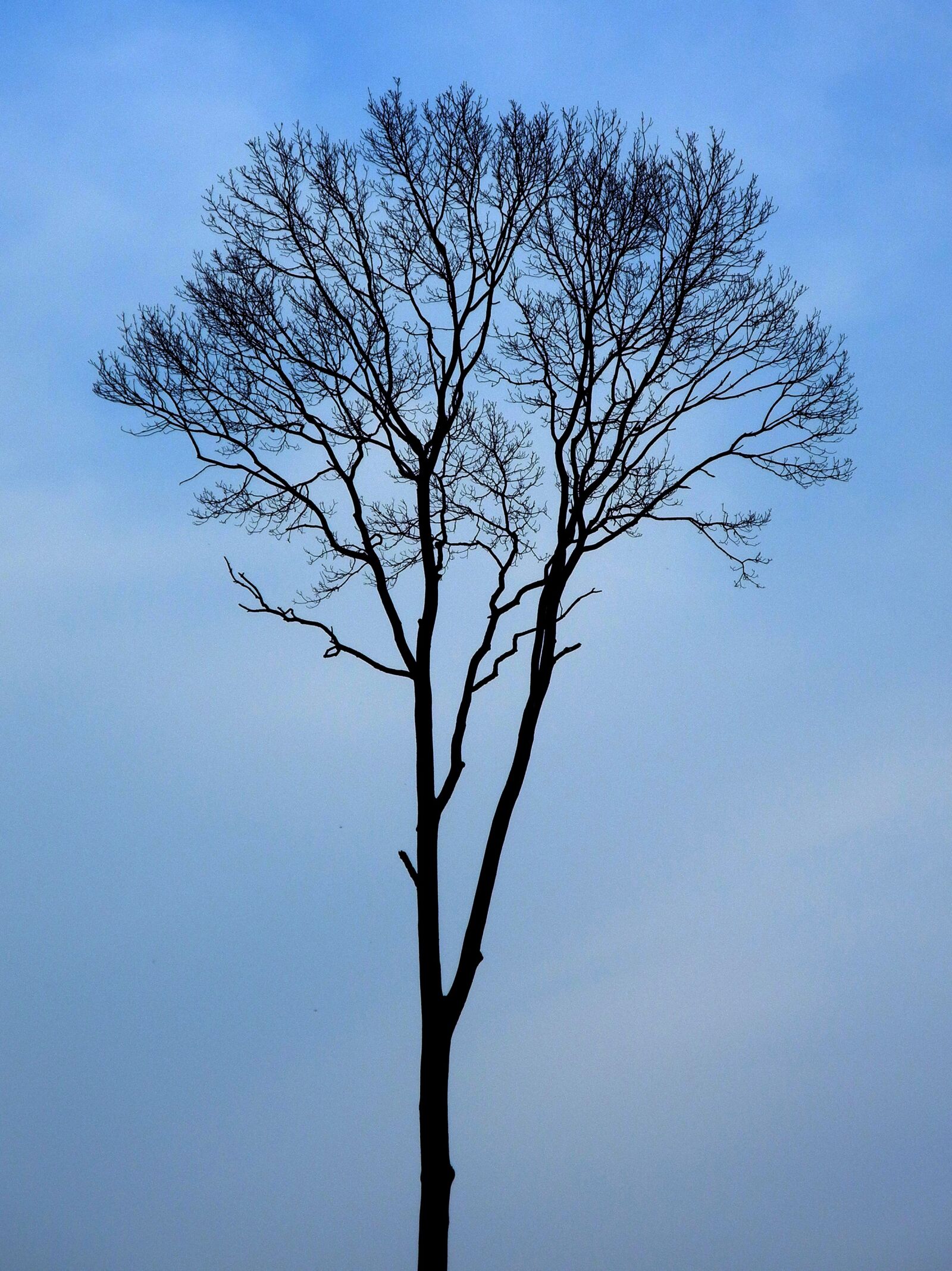 Nikon Coolpix P7000 sample photo. Tree, evening, silhouette photography