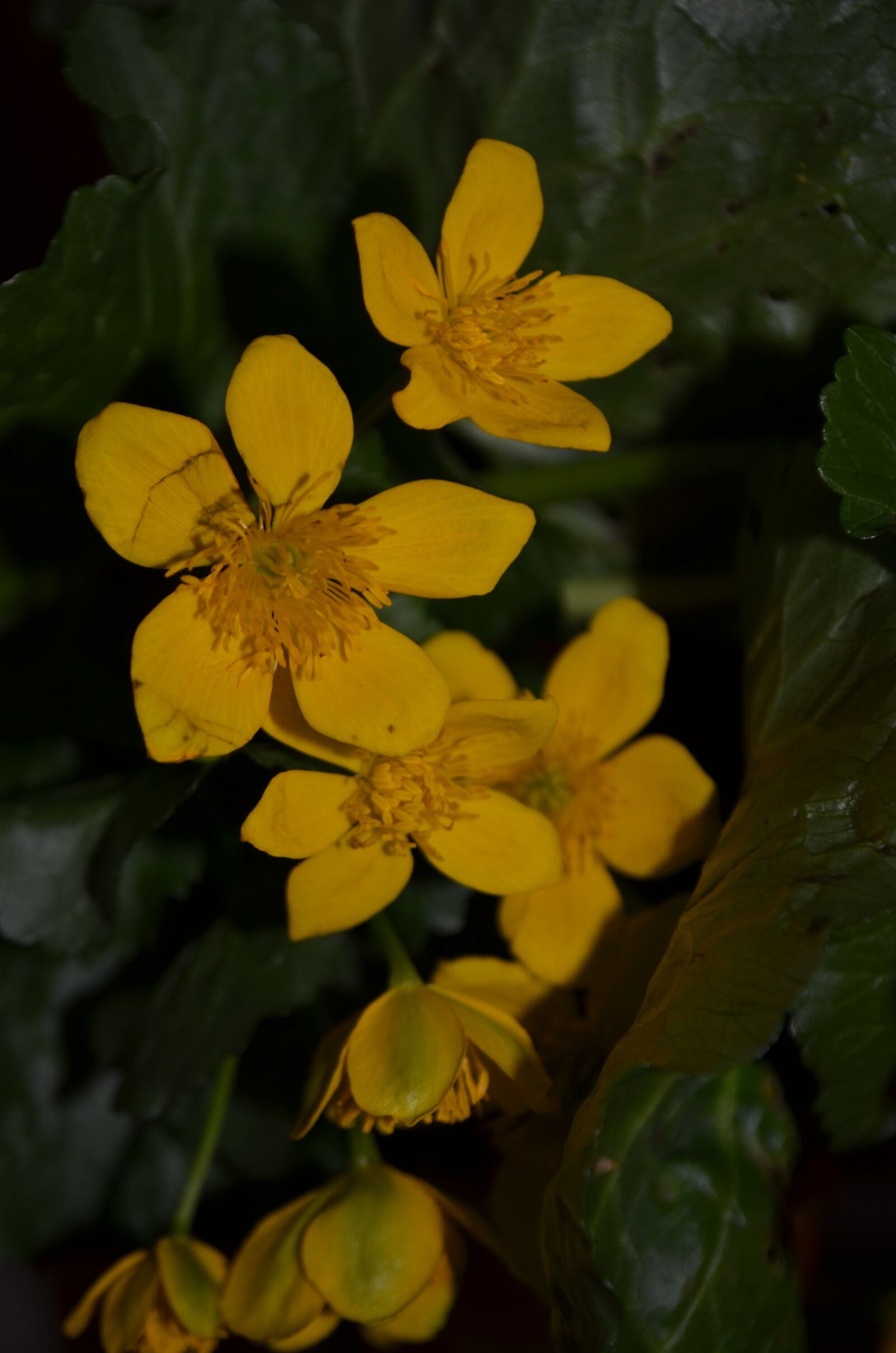 Nikon D5100 sample photo. Flower, spring photography