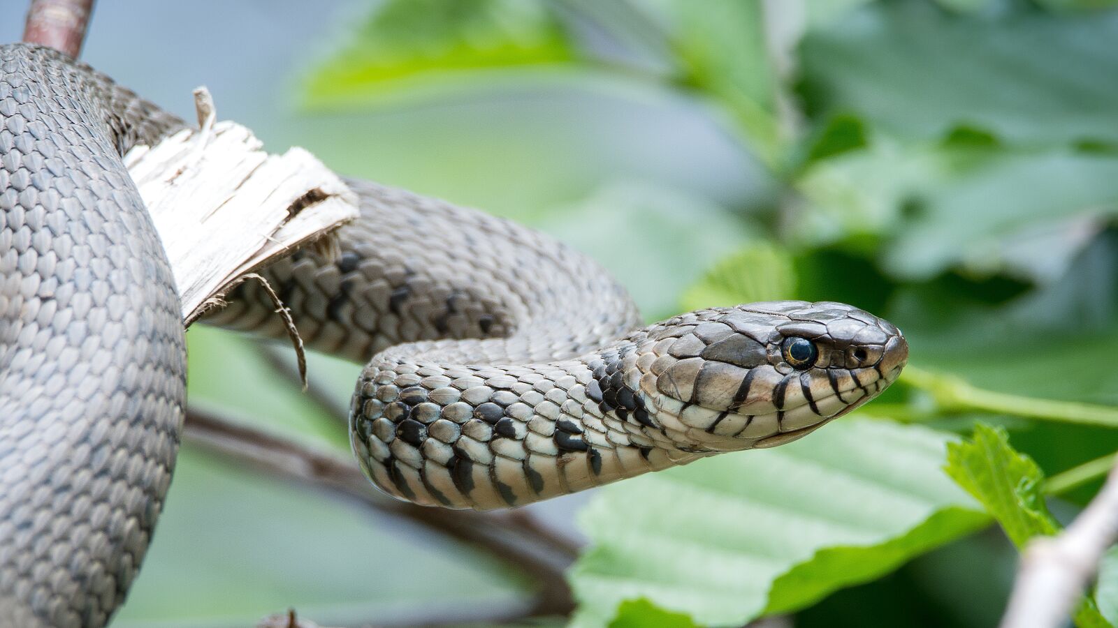 Nikon D7100 sample photo. Grass snake, natrix helvetica photography