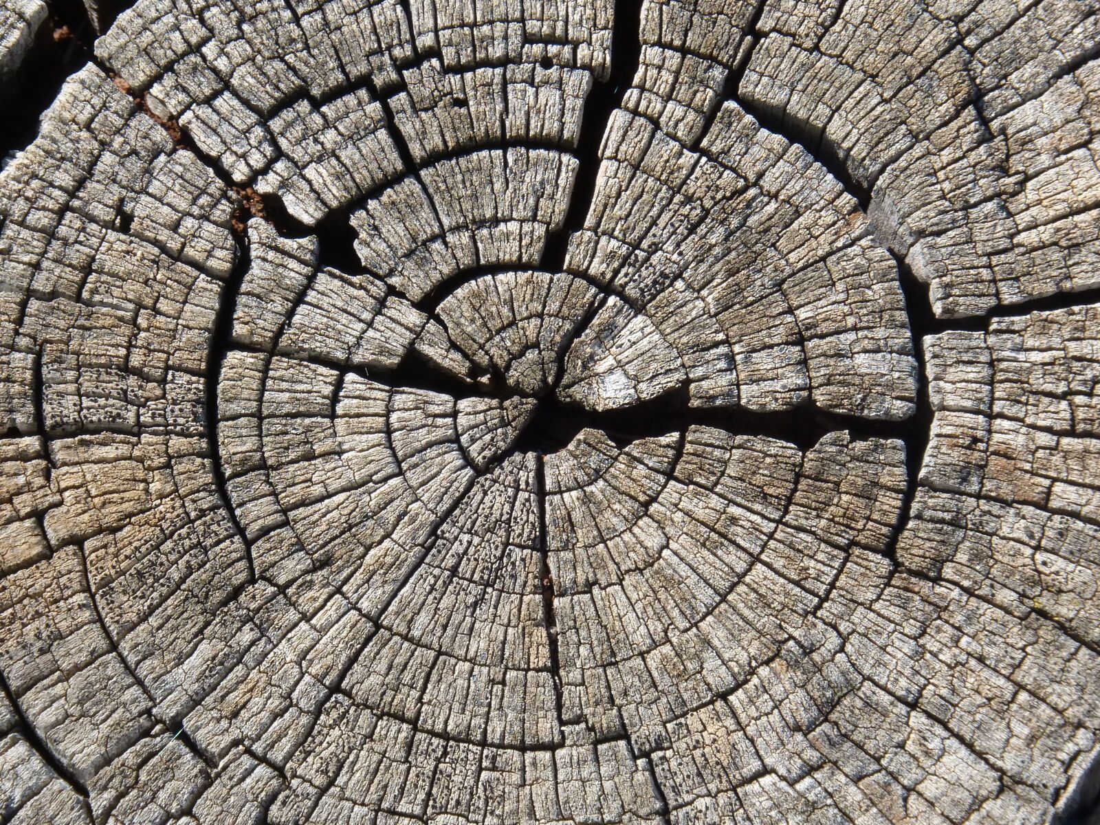 Panasonic DMC-FZ62 sample photo. Trunk, section, wood photography