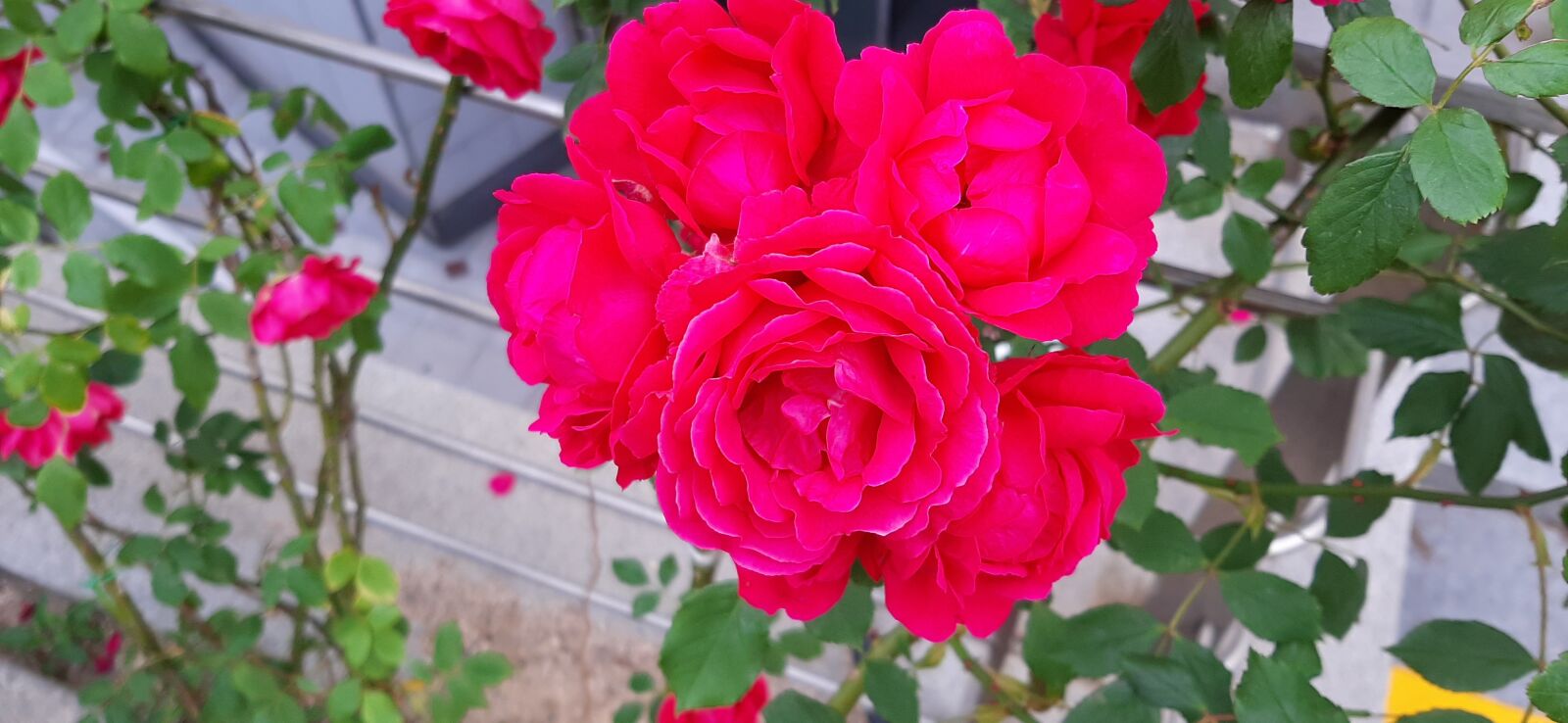 Samsung Galaxy A50 sample photo. Rose, flowers, spring photography