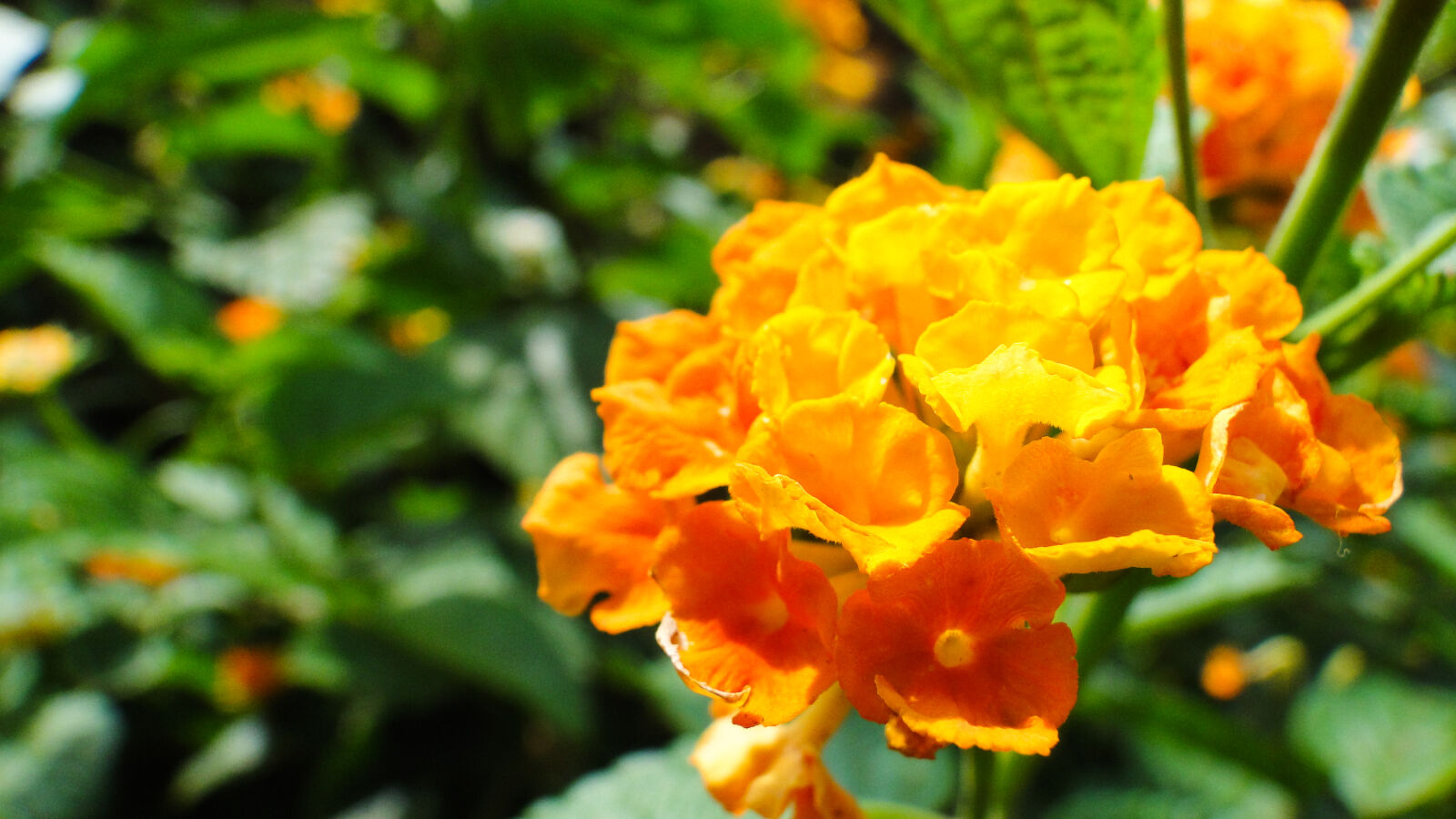 Sony Cyber-shot DSC-HX1 sample photo. Amarelo, flor, florada, flores photography