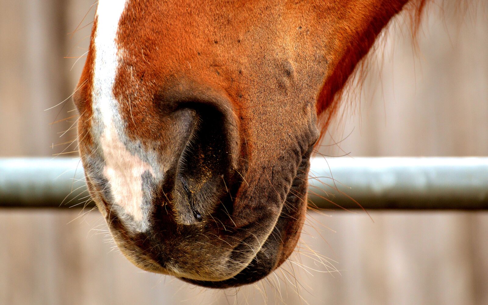 Nikon D3200 sample photo. Horse snout, nostrils, close photography