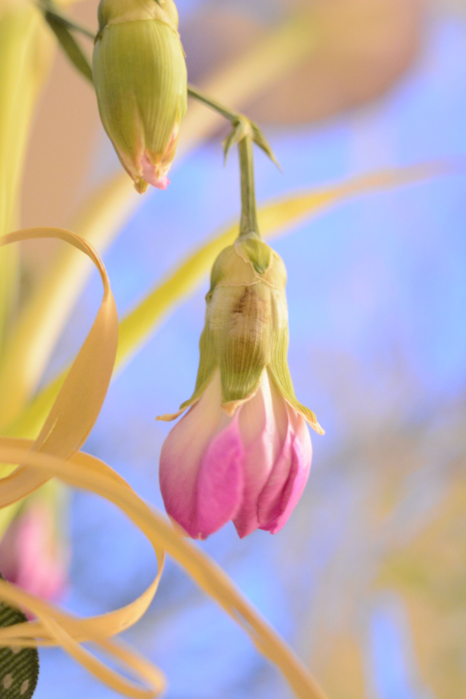 Nikon D5200 sample photo. Flower, bud, plant photography