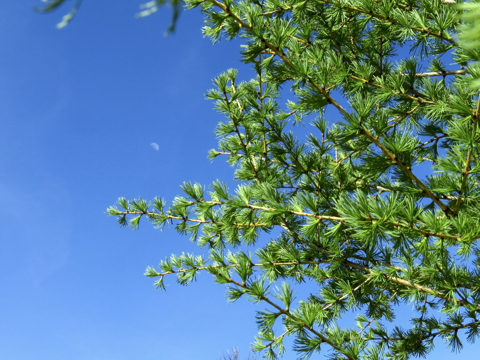 Canon PowerShot SX60 HS sample photo. Sky, branch, larch photography