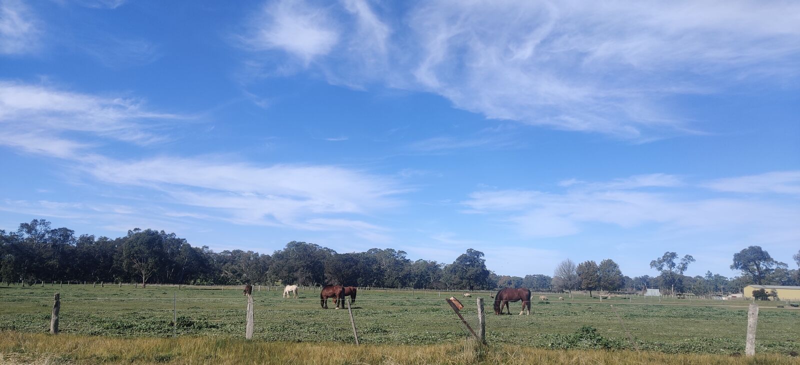 OnePlus GM1910 sample photo. Horse, sky, victoria photography