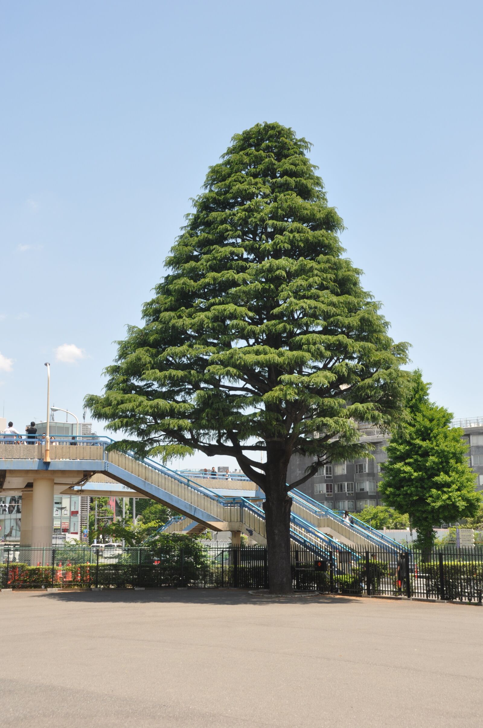 Nikon D90 sample photo. Tree, japan, tokyo photography