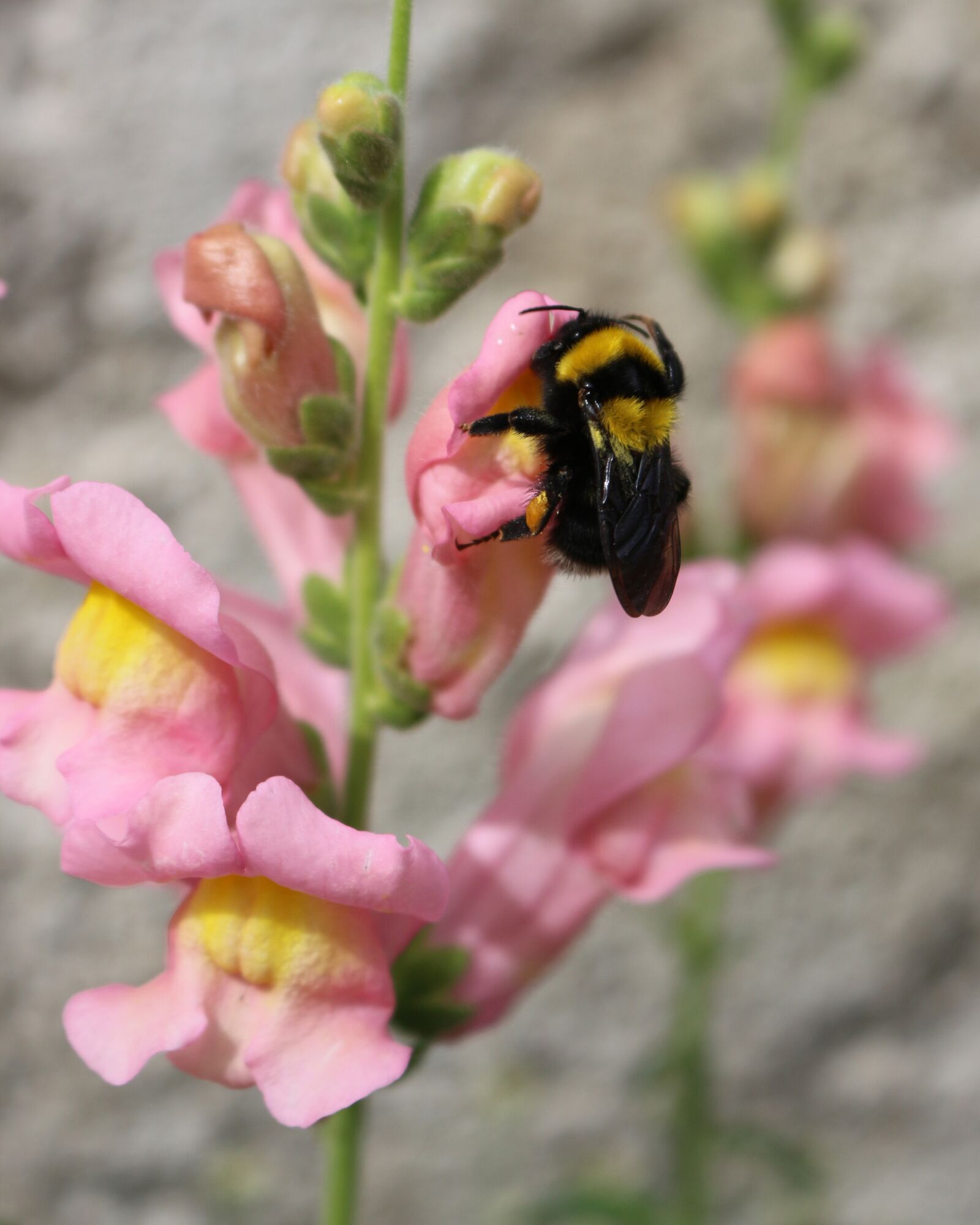 Canon EOS 700D (EOS Rebel T5i / EOS Kiss X7i) sample photo. Insect, bumblebee, nature photography