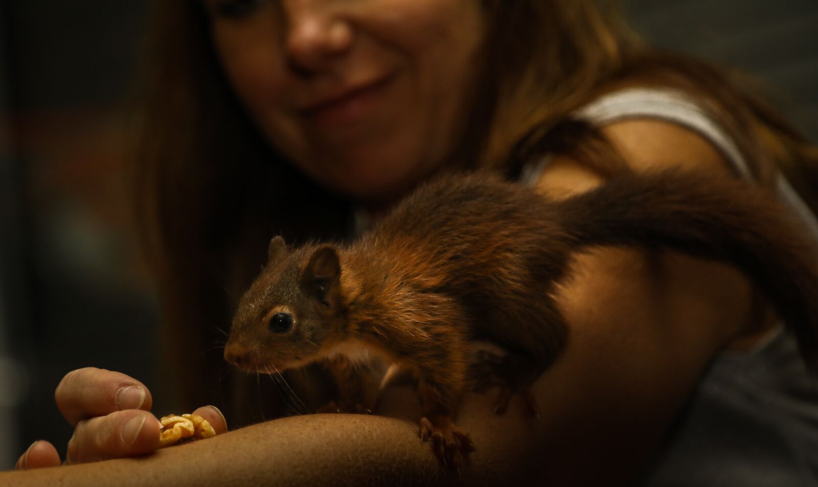 Canon EOS 5D Mark IV sample photo. Squirrel, animal, nature photography