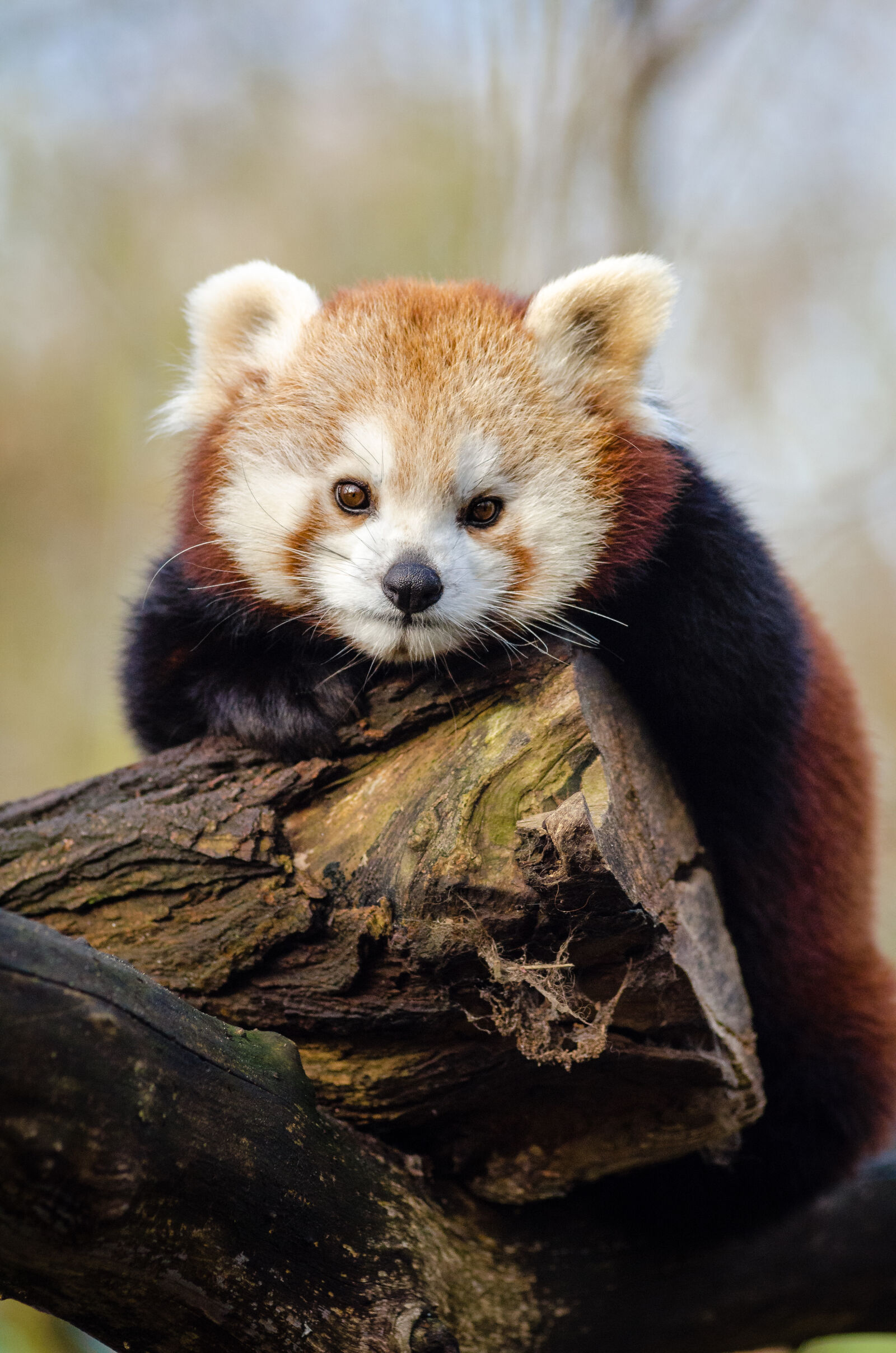 AF Zoom-Nikkor 80-200mm f/2.8 ED sample photo