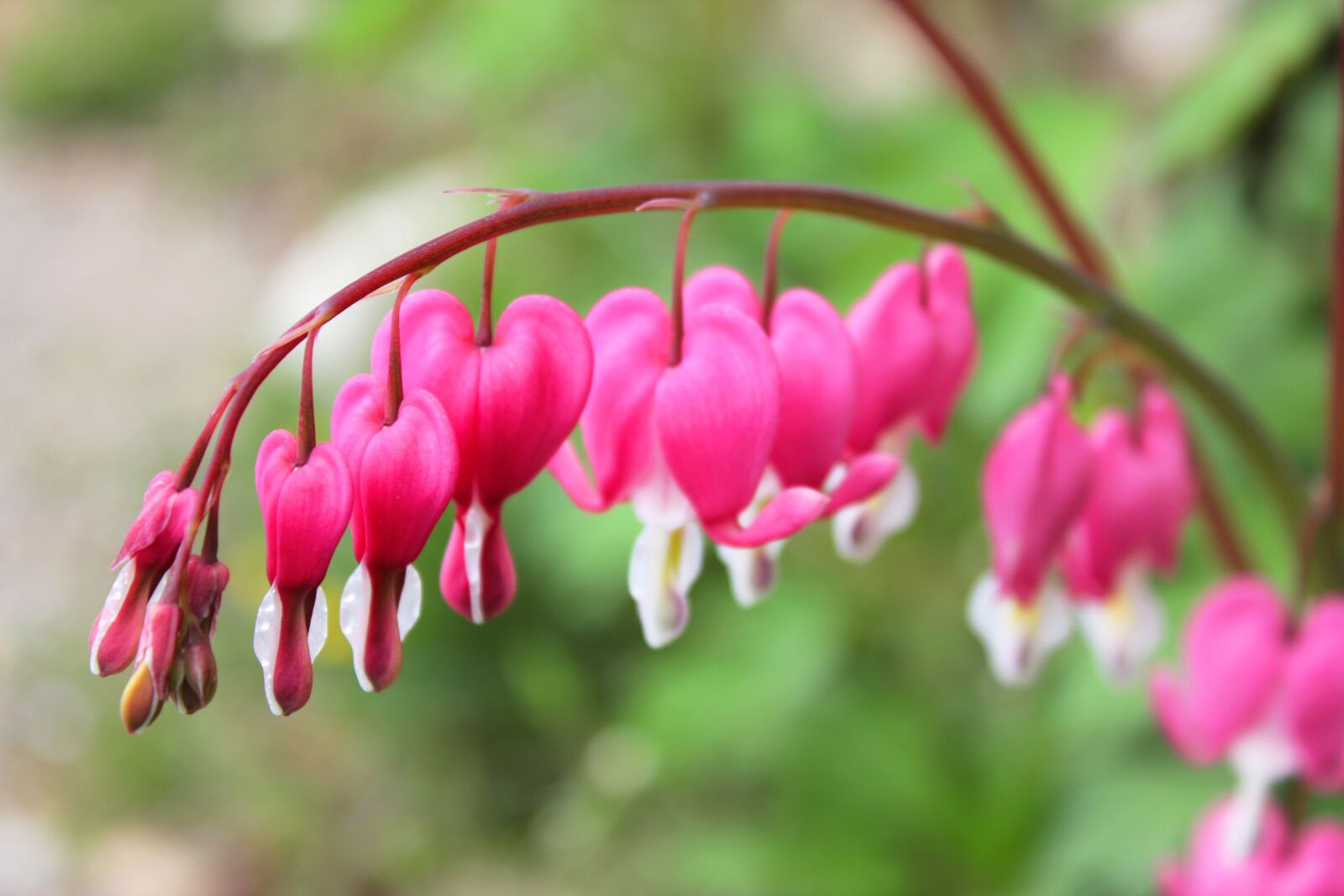 Canon EOS 550D (EOS Rebel T2i / EOS Kiss X4) sample photo. Nature, flowers, bleeding heart photography
