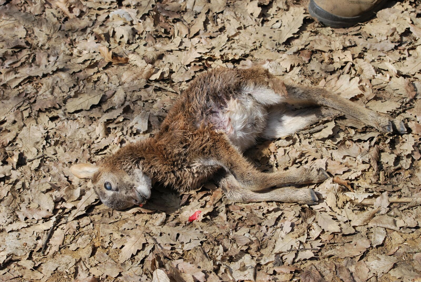 Nikon D60 sample photo. Nature, wildlife, animal photography
