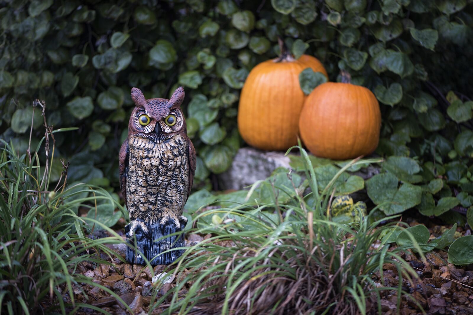 Nikon D810 sample photo. Pumpkins, owl, halloween photography