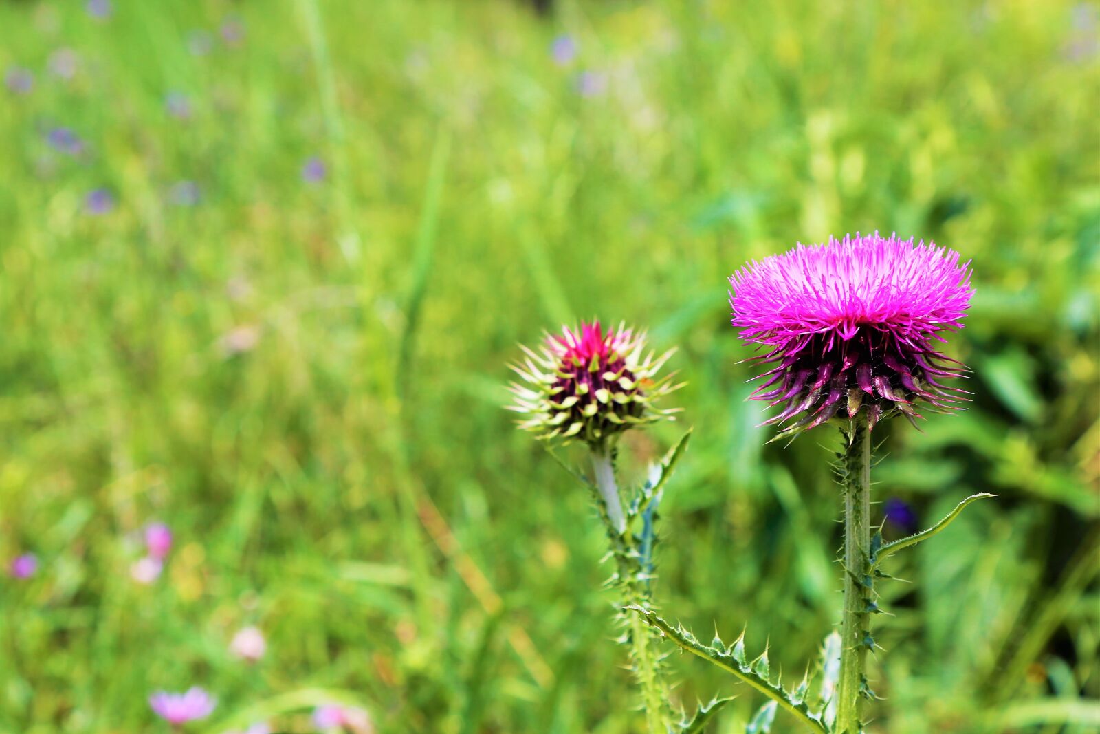 Canon EOS 5D Mark III sample photo. Flower, spring, dea photography