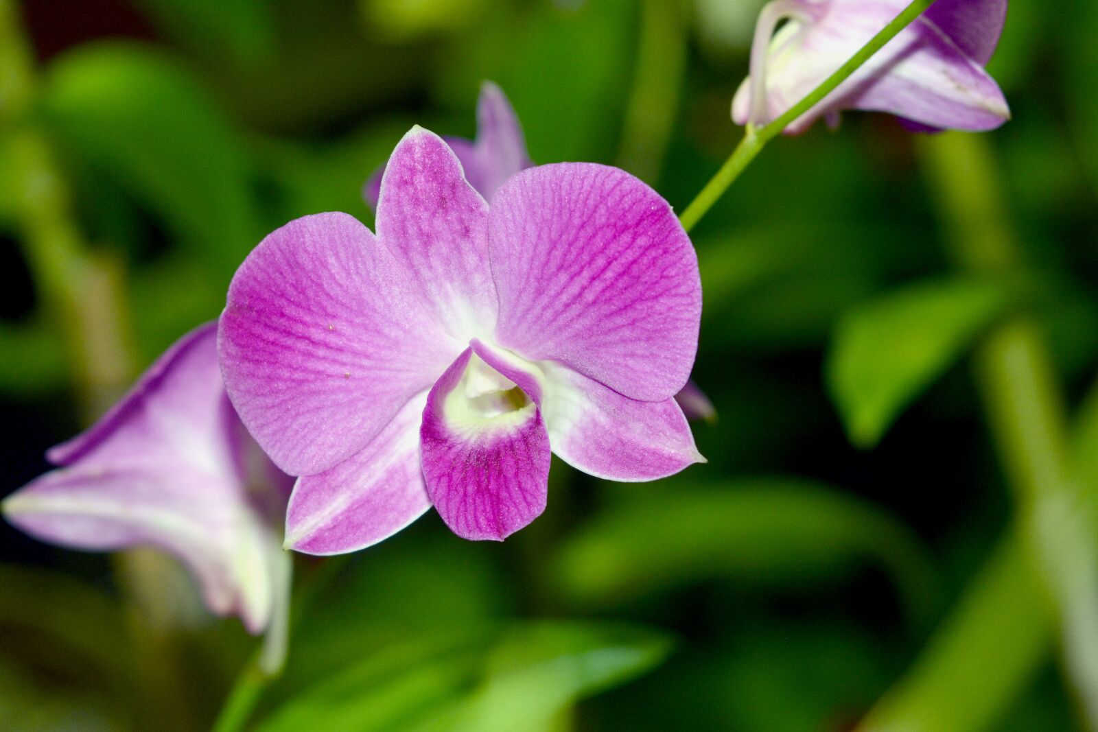 Nikon D7100 sample photo. Orchid, flower, exotic photography