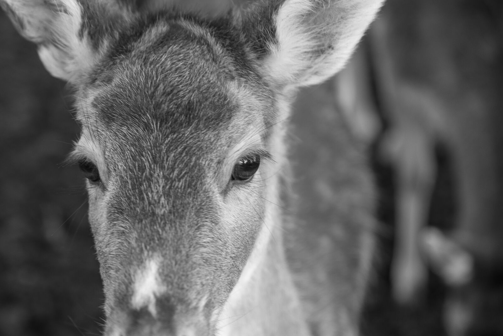 Canon EOS 6D Mark II sample photo. Deer, fallow deer, fallow photography