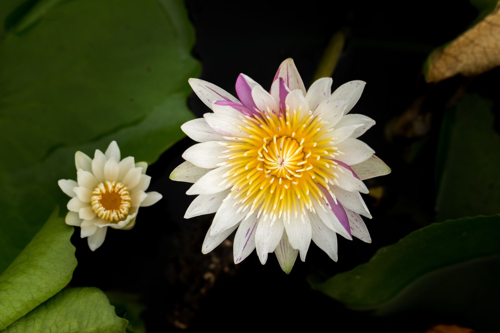 Canon EF 100mm F2.8L Macro IS USM sample photo. Water lily, nuphar lutea photography